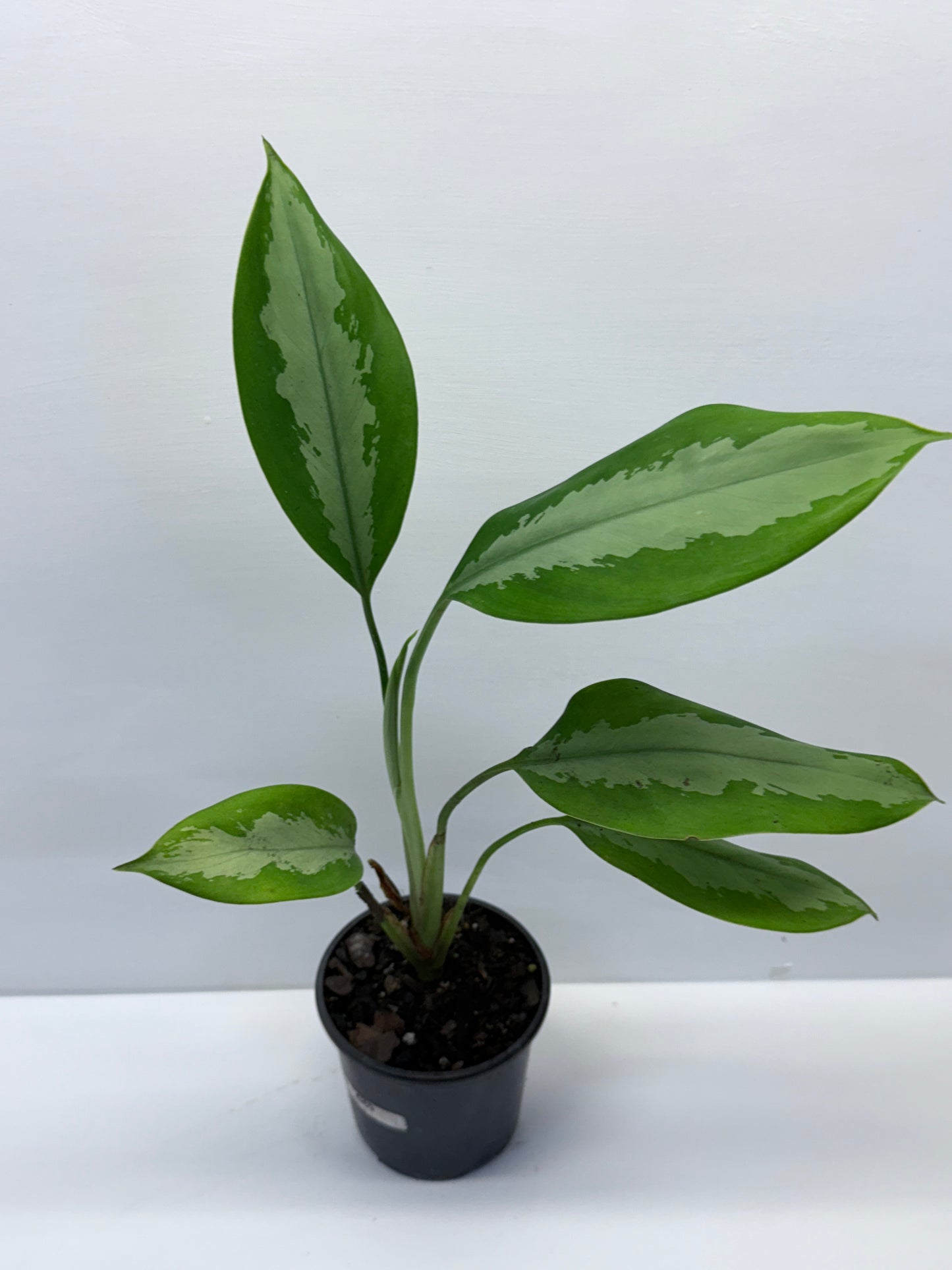 Aglaonema Silver Moon G69