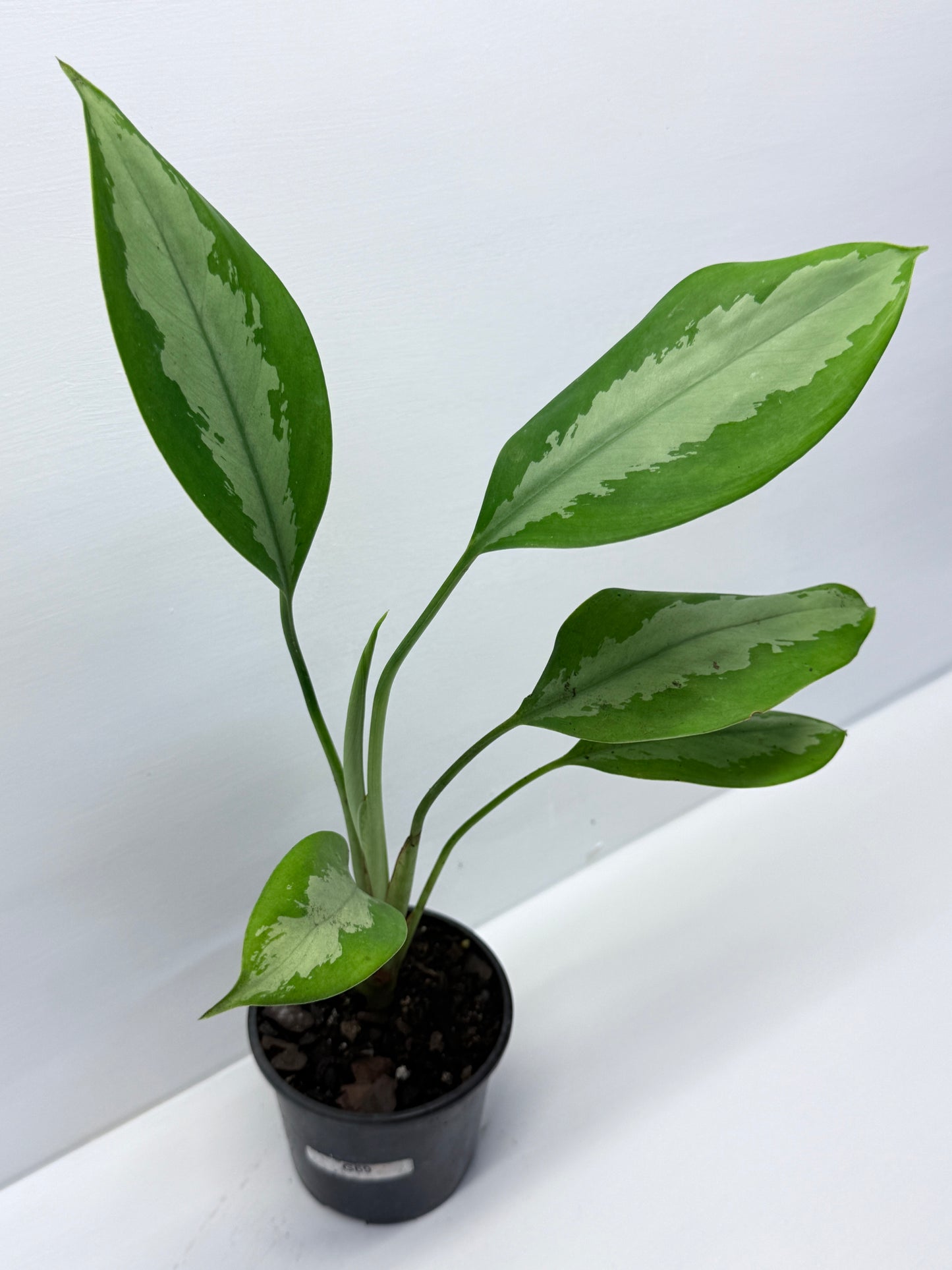 Aglaonema Silver Moon G69