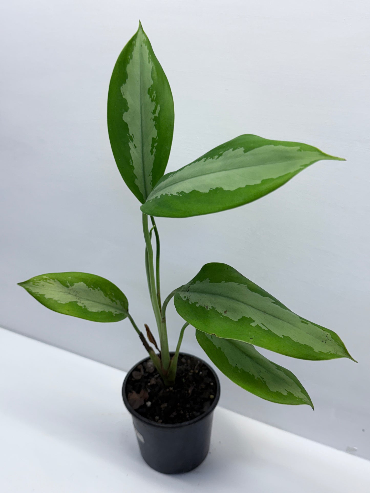 Aglaonema Silver Moon G69