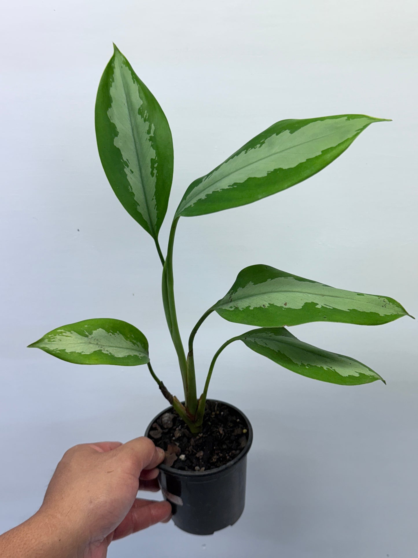 Aglaonema Silver Moon G69