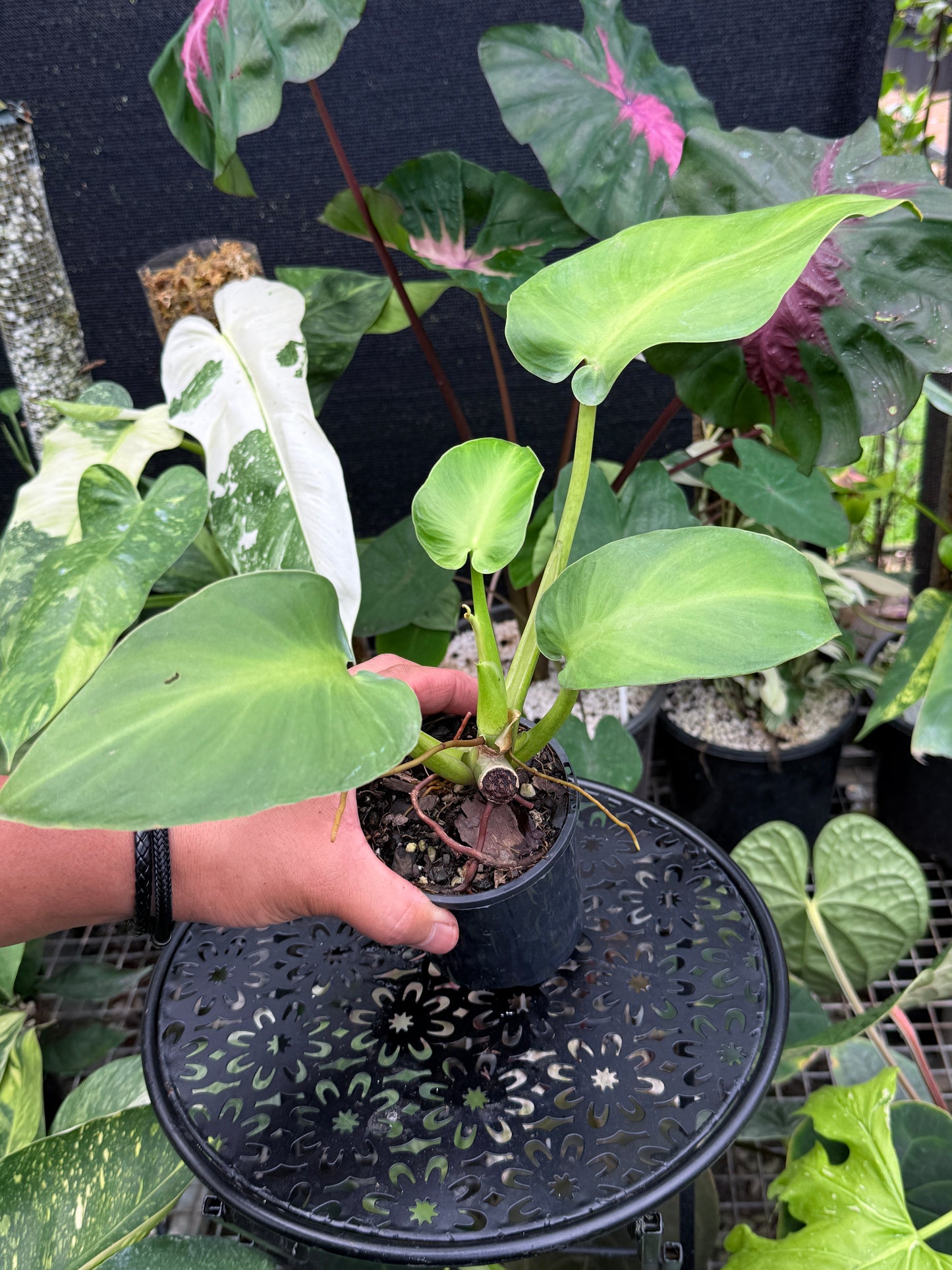 Philodendron rugosum 'Aberrant Form' Z29