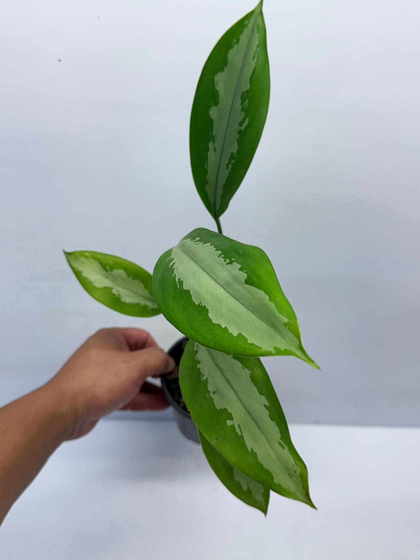 Aglaonema Silver Moon G69