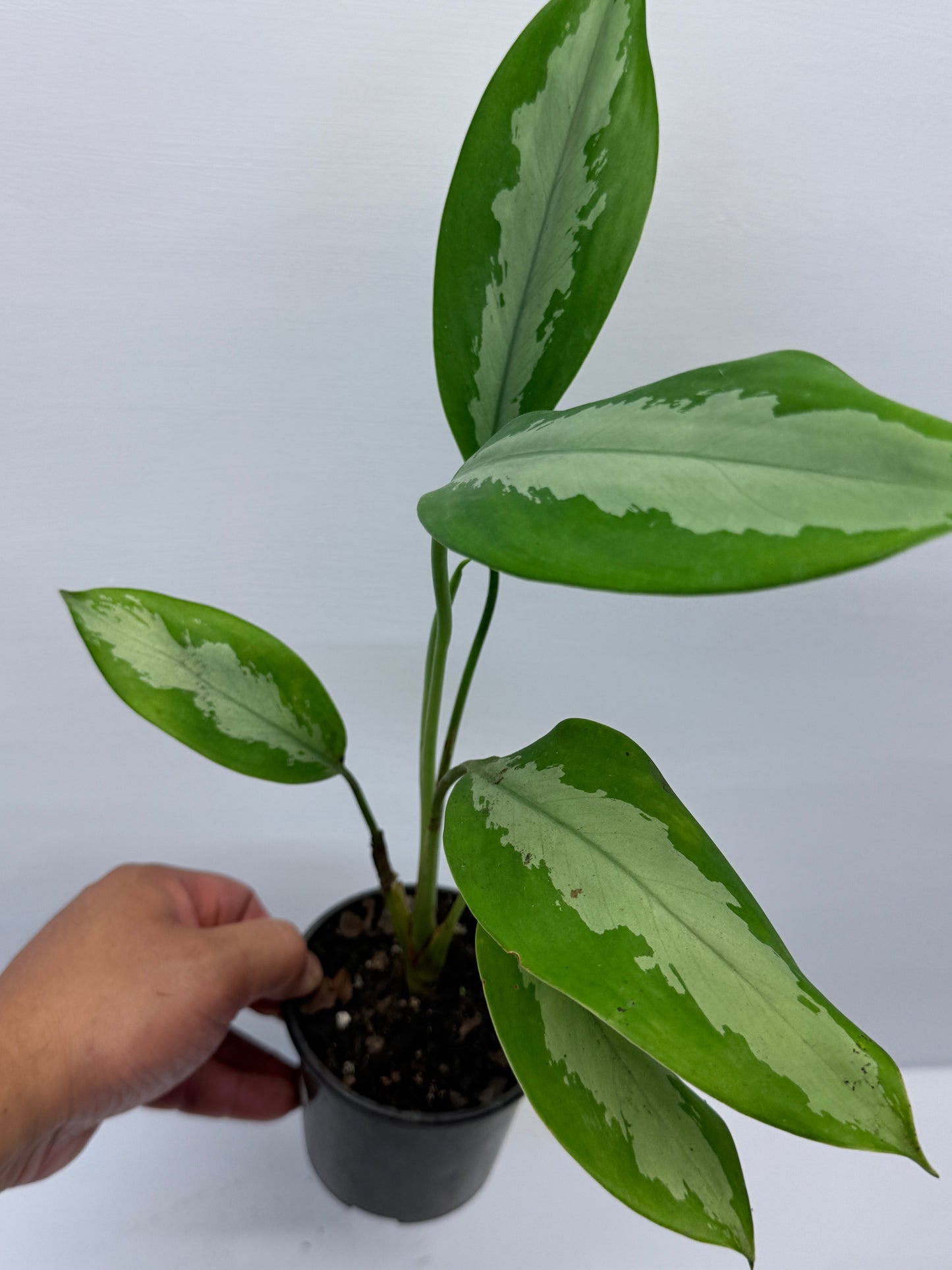 Aglaonema Silver Moon G69