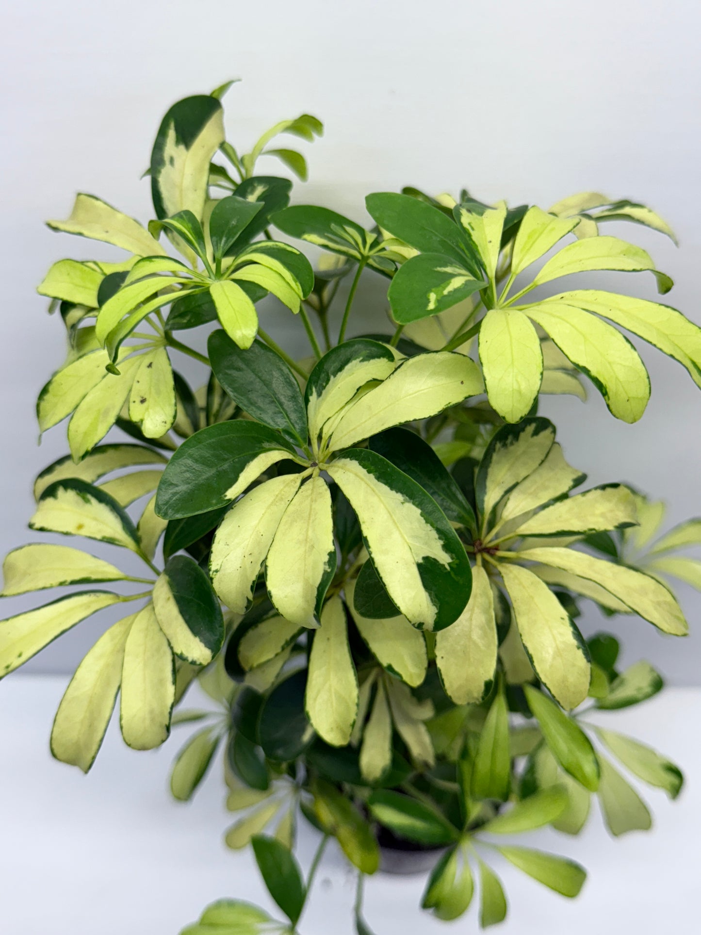 Schefflera Madame de Smet - Variegated Umbrella Tree P72