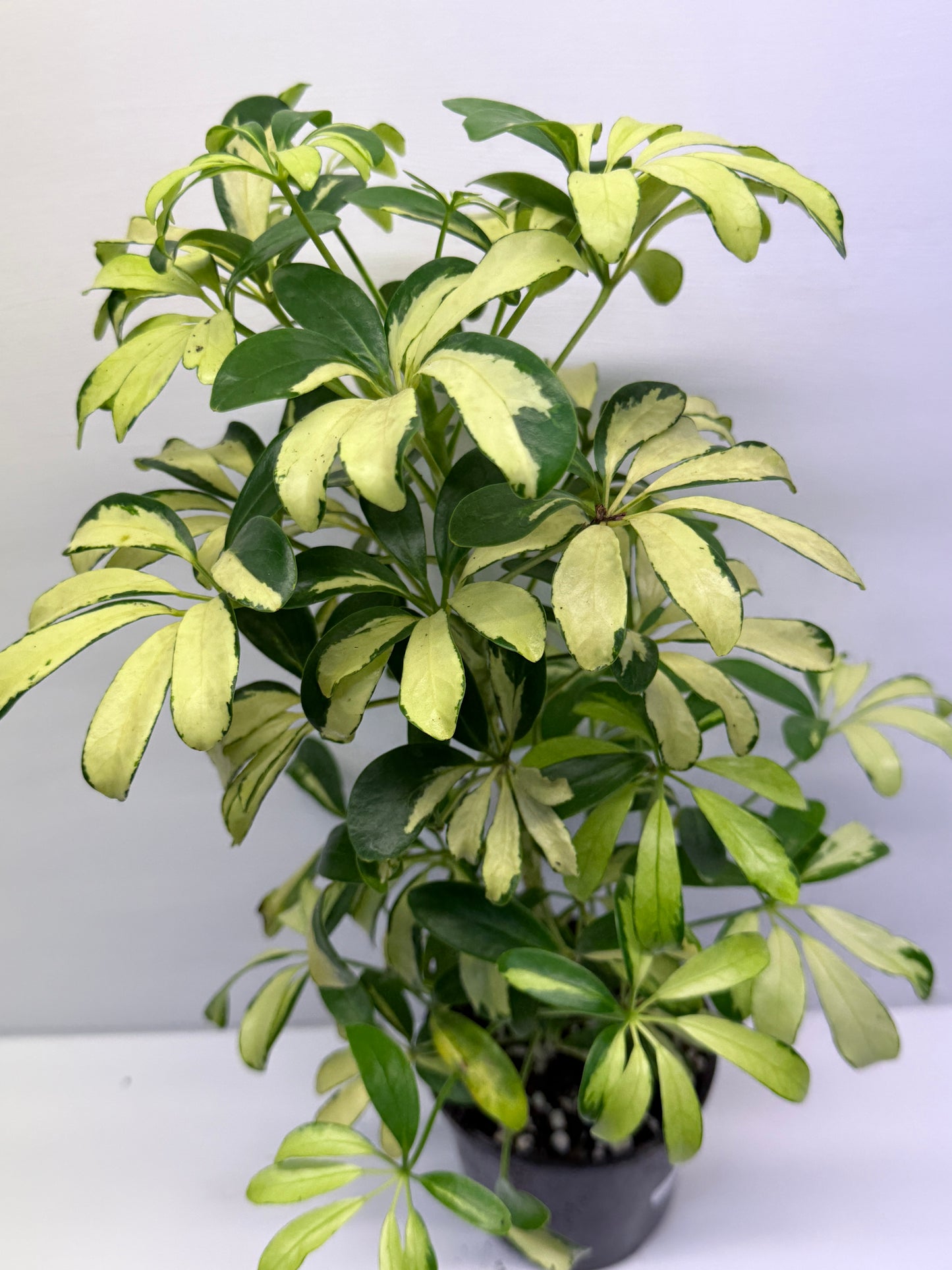 Schefflera Madame de Smet - Variegated Umbrella Tree P72