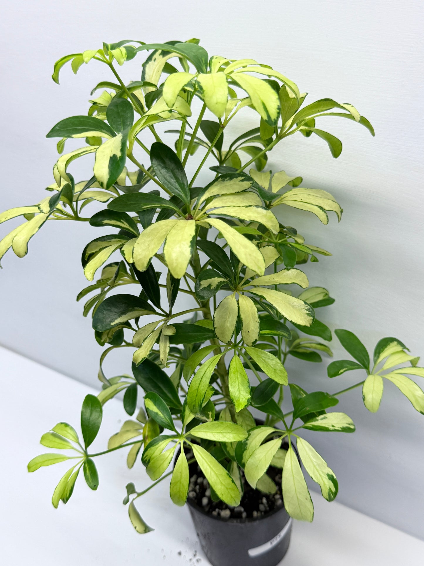 Schefflera Madame de Smet - Variegated Umbrella Tree P72