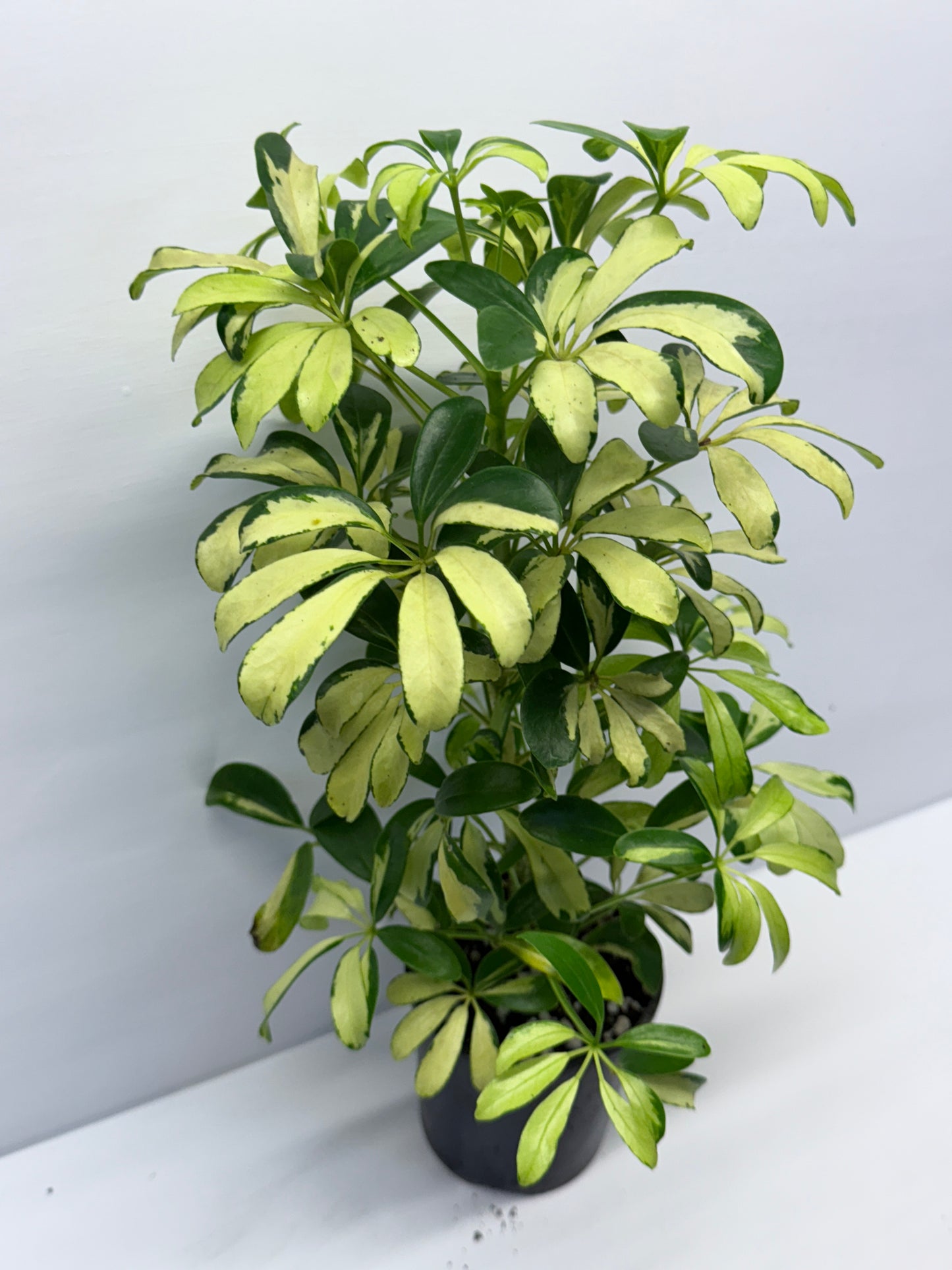 Schefflera Madame de Smet - Variegated Umbrella Tree P72
