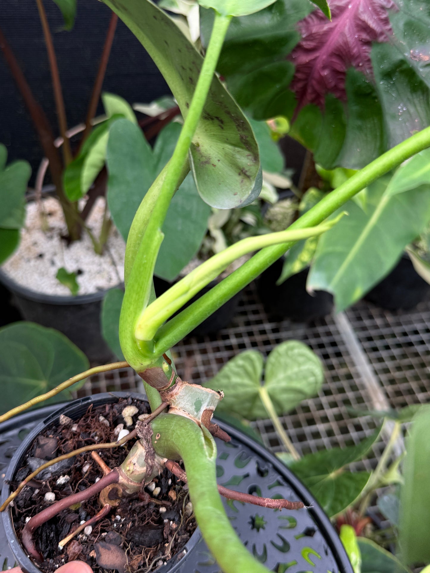 Philodendron rugosum 'Aberrant' - Matured Form Z30