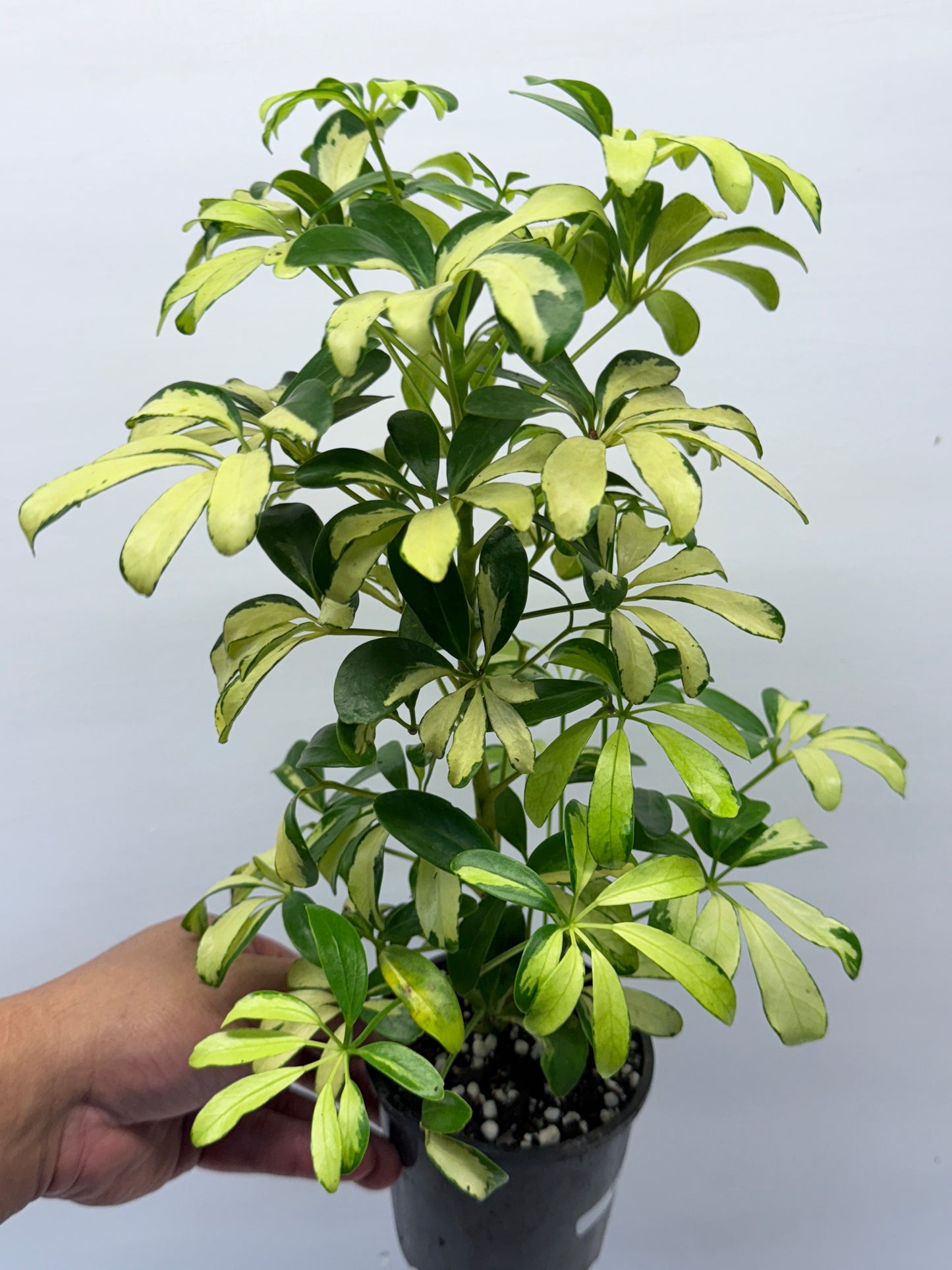 Schefflera Madame de Smet - Variegated Umbrella Tree P72