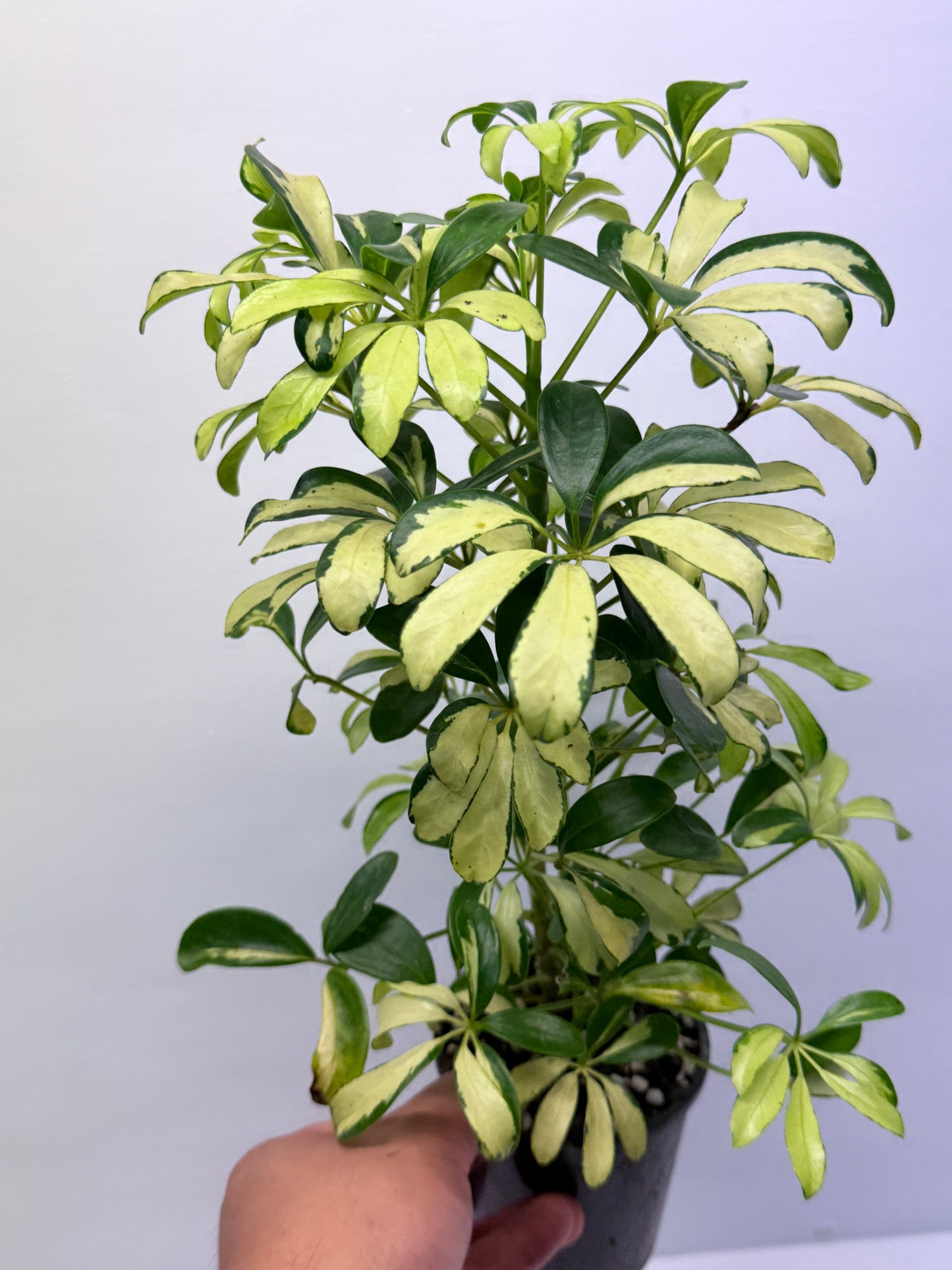 Schefflera Madame de Smet - Variegated Umbrella Tree P72