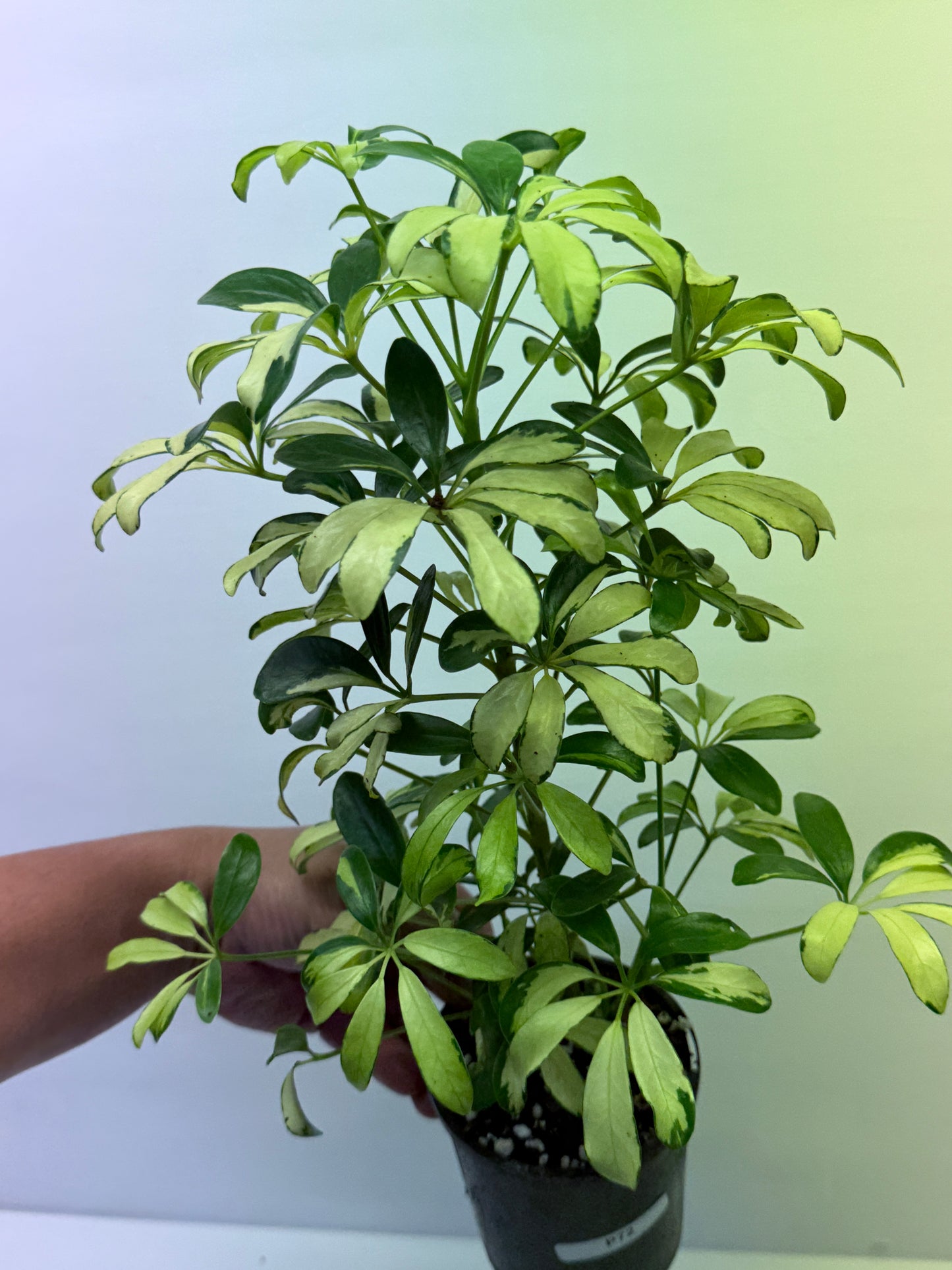 Schefflera Madame de Smet - Variegated Umbrella Tree P72