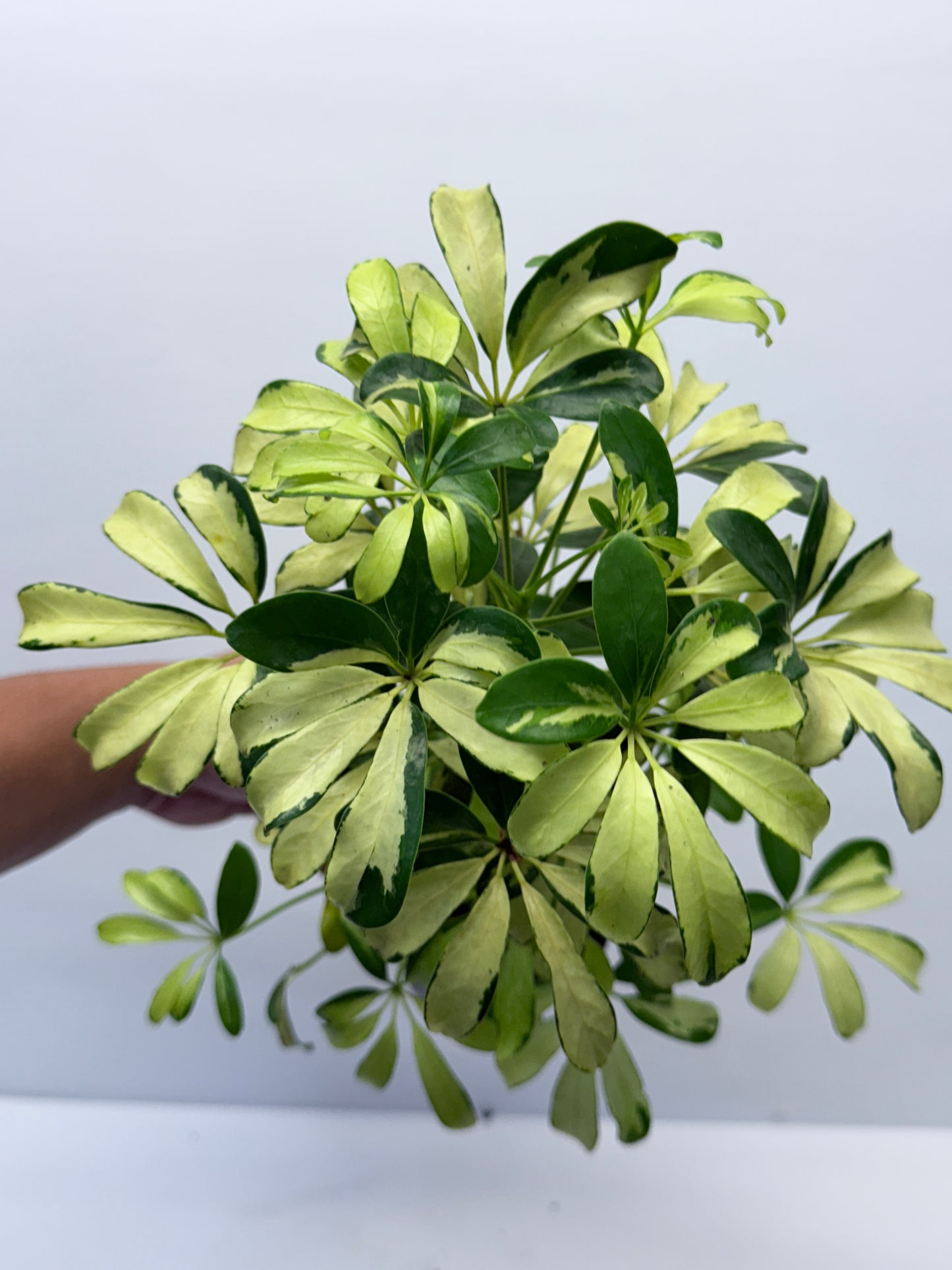 Schefflera Madame de Smet - Variegated Umbrella Tree P72