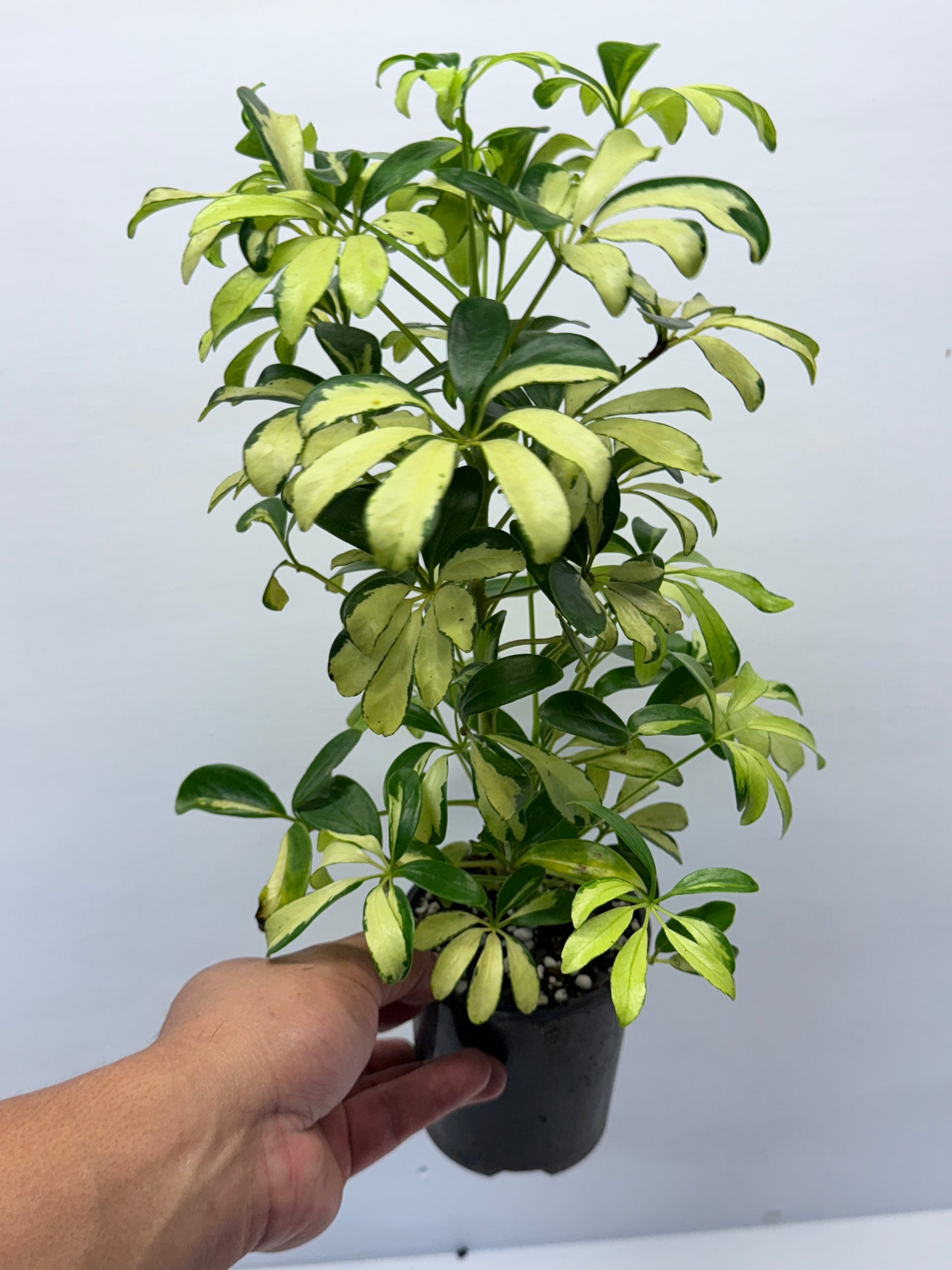 Schefflera Madame de Smet - Variegated Umbrella Tree P72
