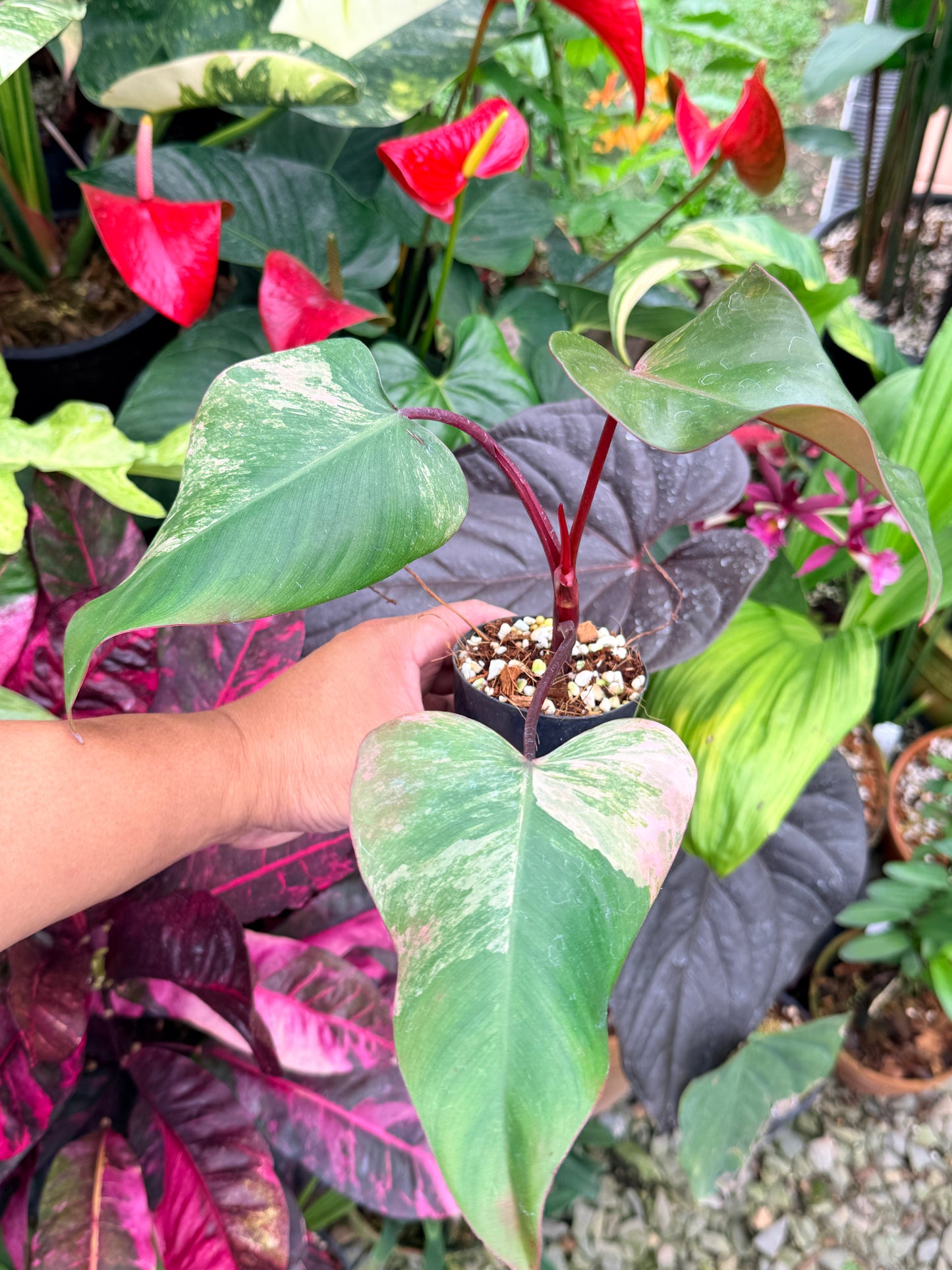 Philodendron 'Strawberry Shake' P83
