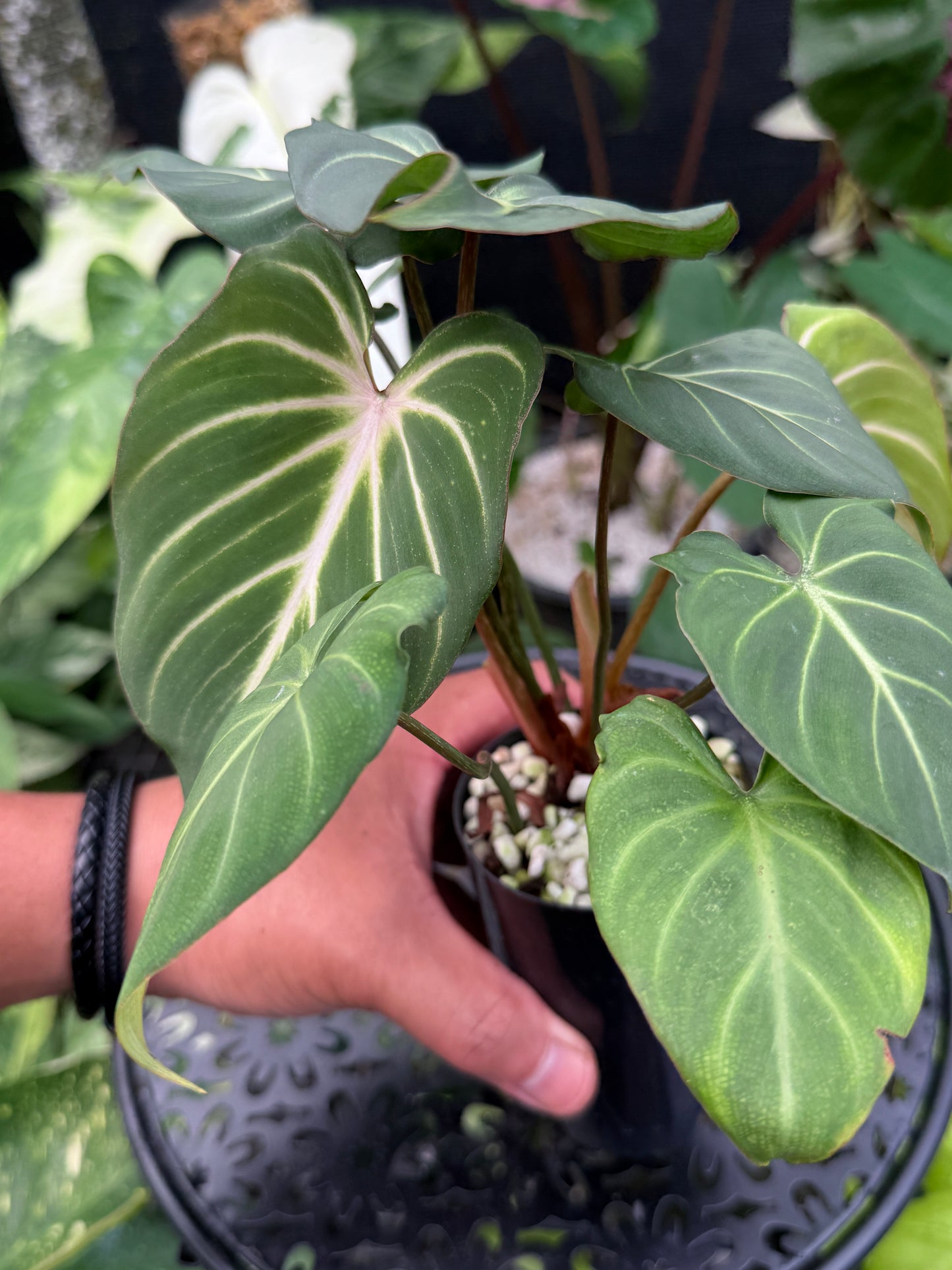 Philodendron Gloriosum Hybrid J43