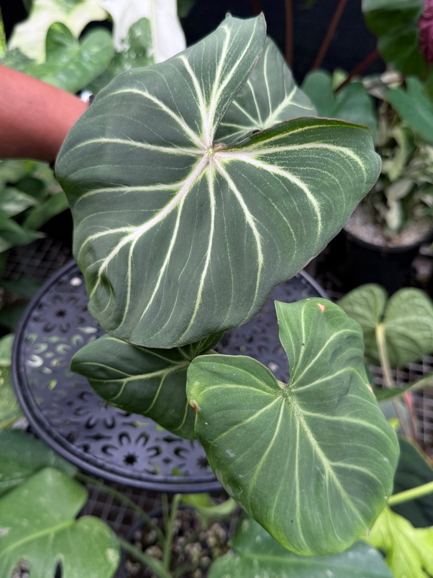 Philodendron Gloriosum Hybrid J42