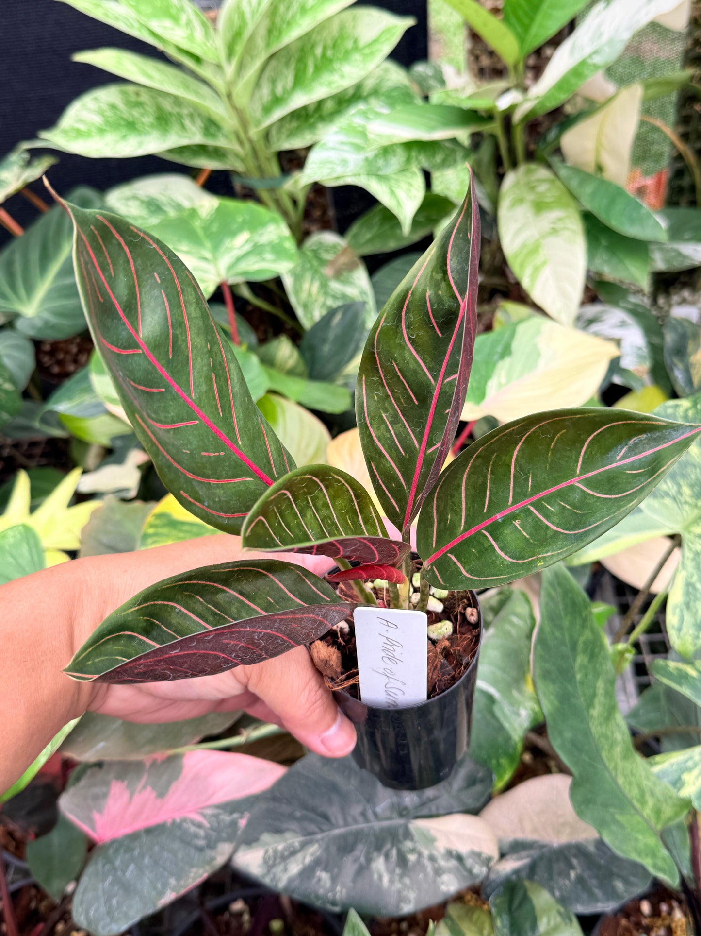 Aglaonema 'Pride of Sumatra' Q4