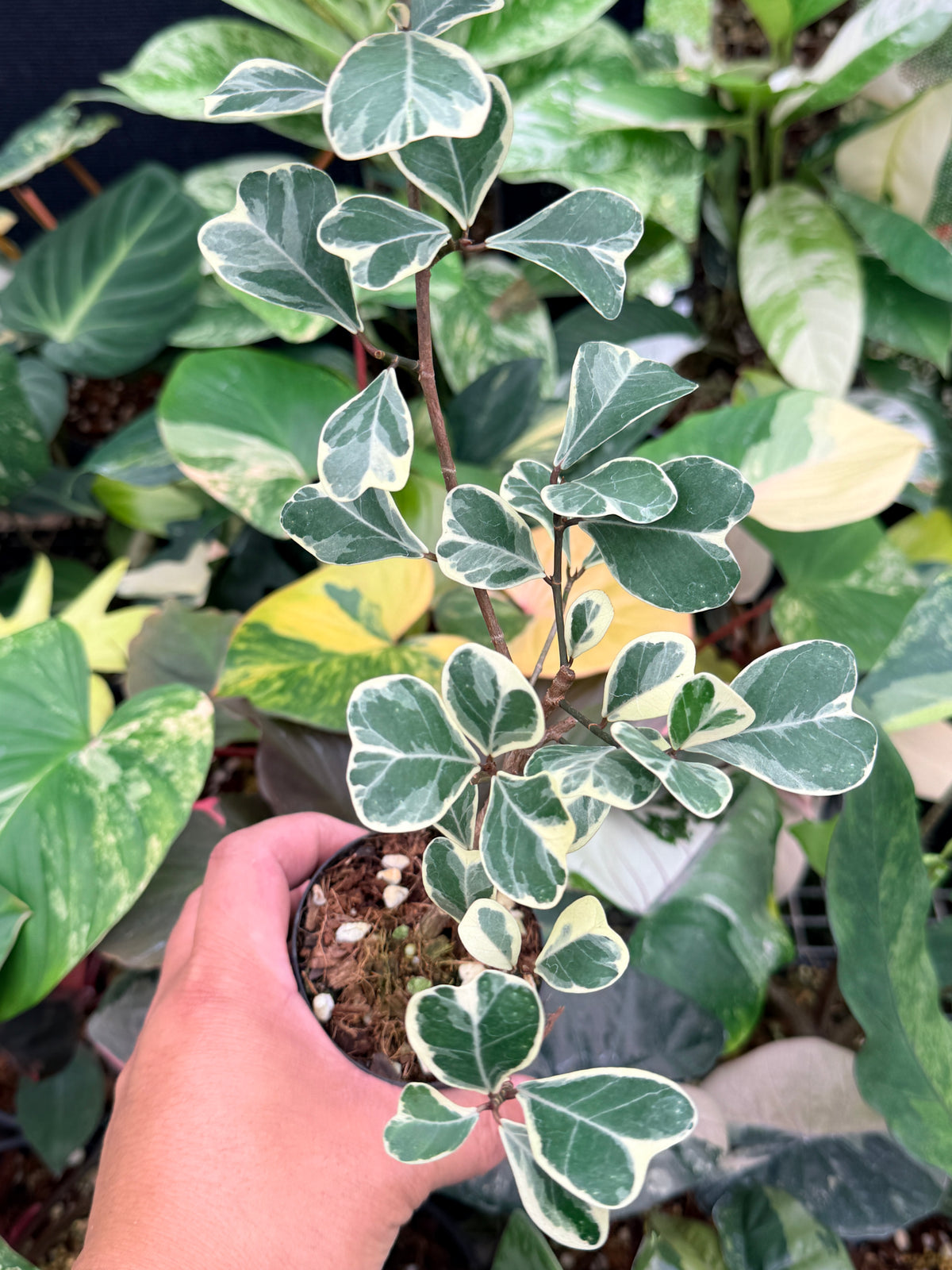 Ficus Triangularis Variegata 'Sweetheart Fig' Q15