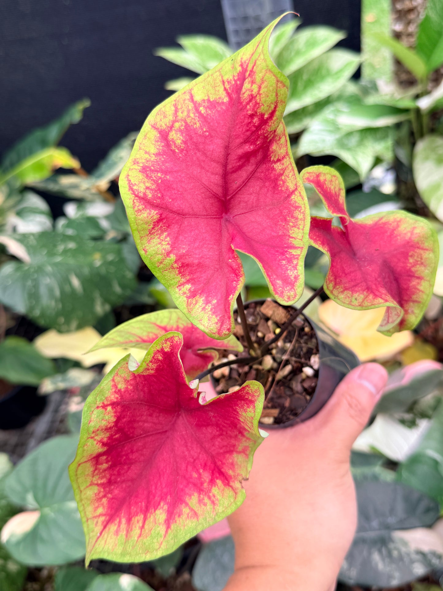 Caladium 'Brilliant' Q6