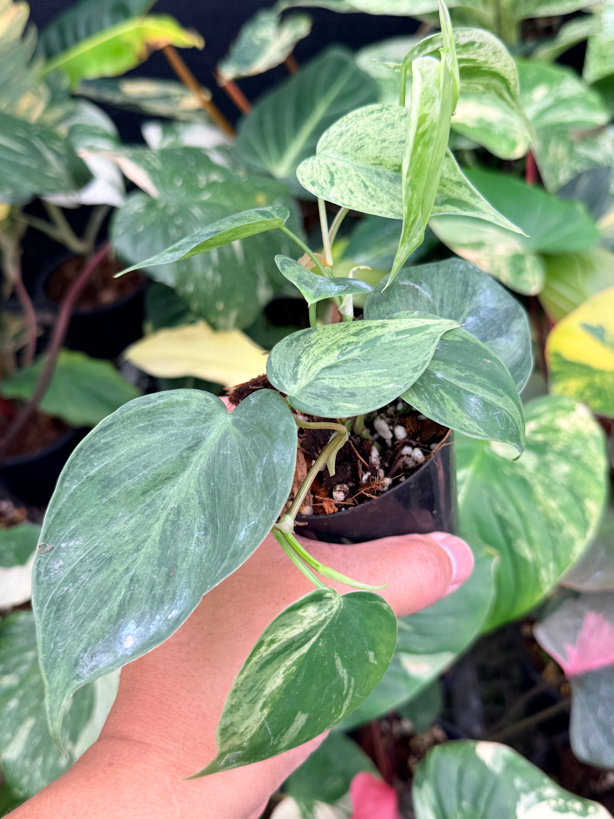 Philodendron 'Variegated Heartleaf' Q10