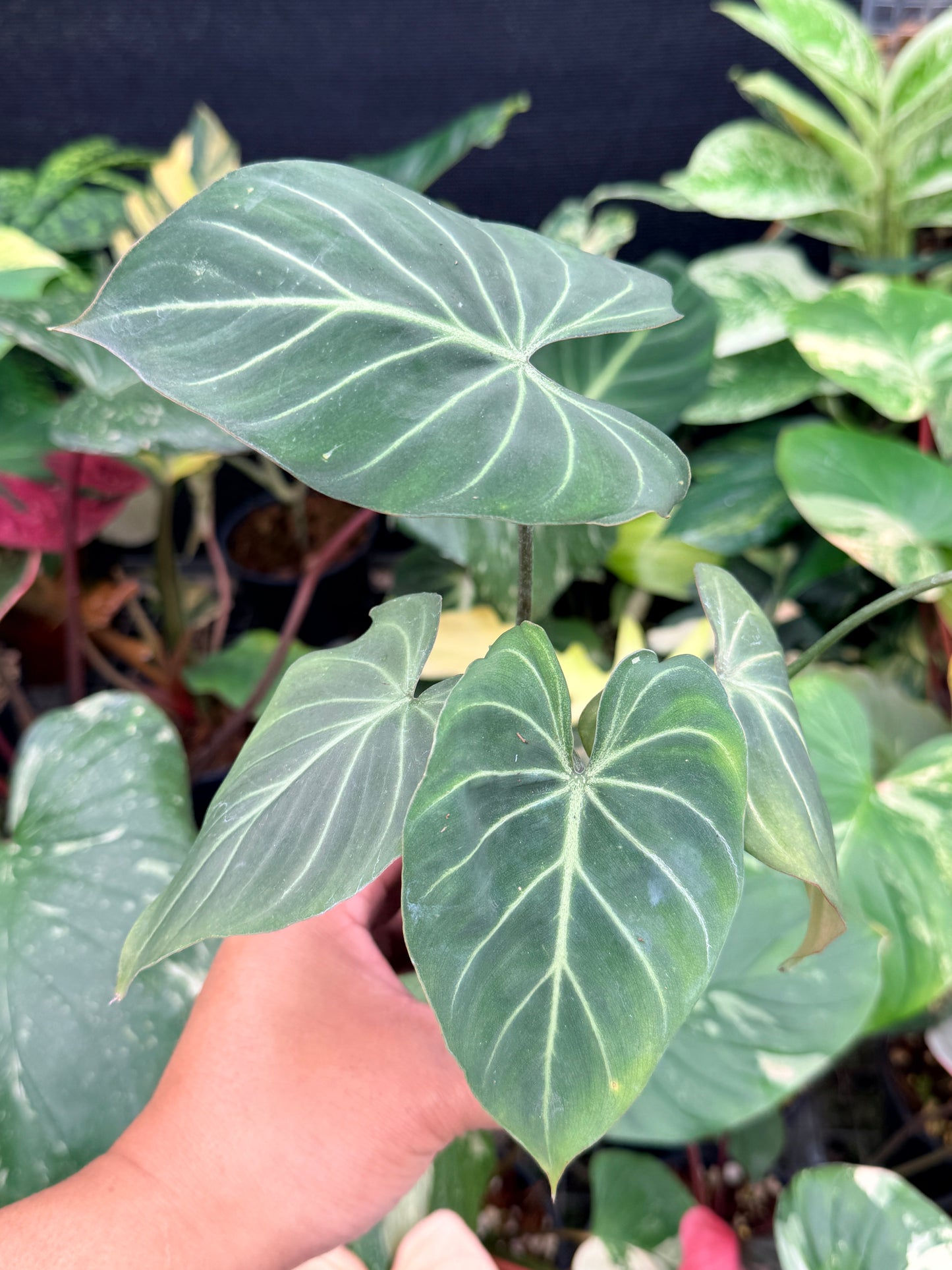 Philodendron Gloriosum Hybrid Q12