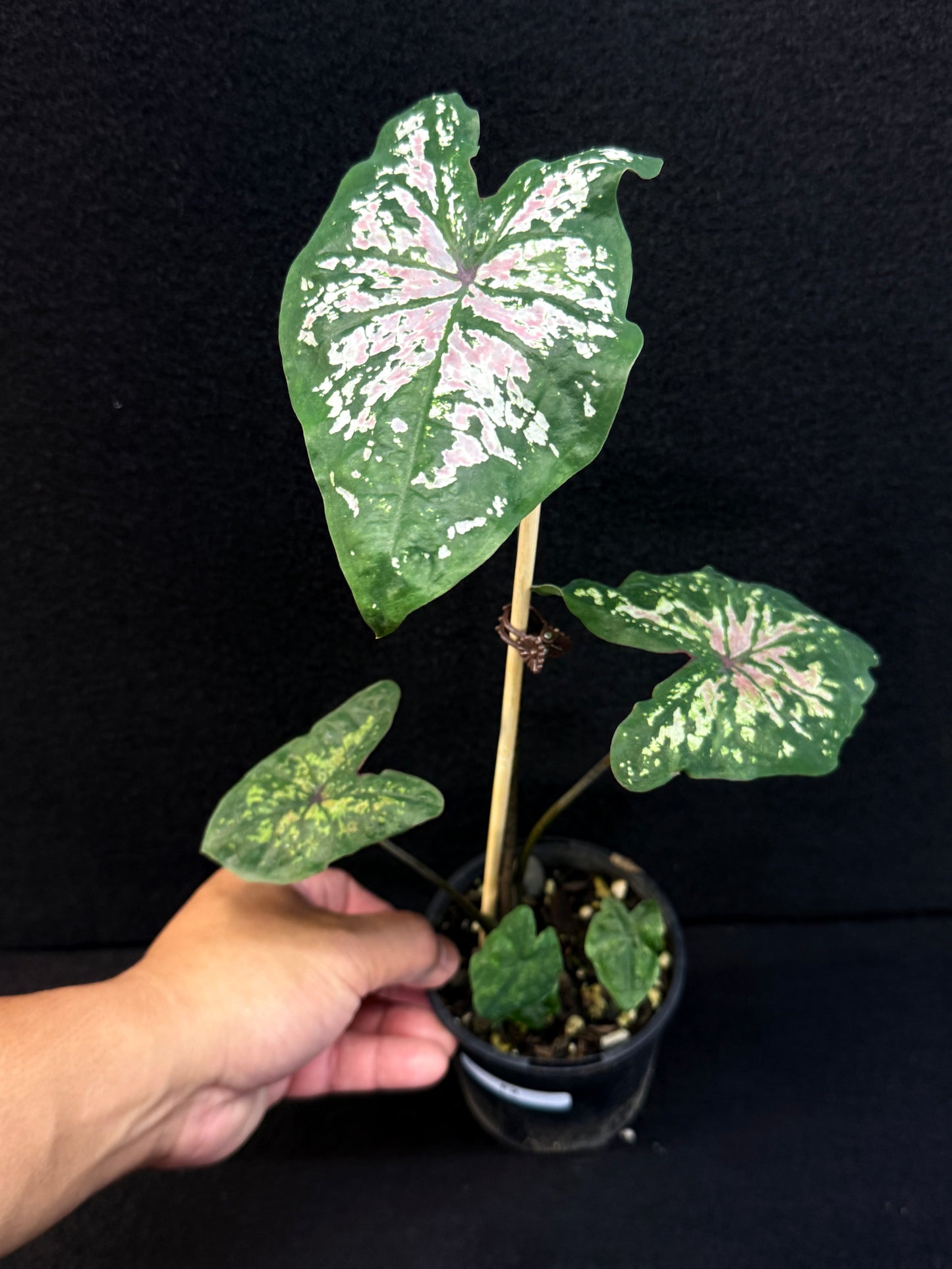 Caladium Hybrid F2