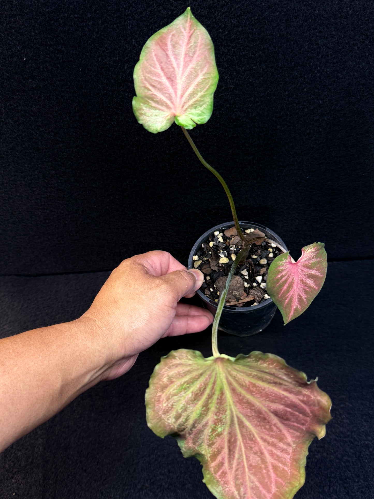 Caladium Hybrid F7