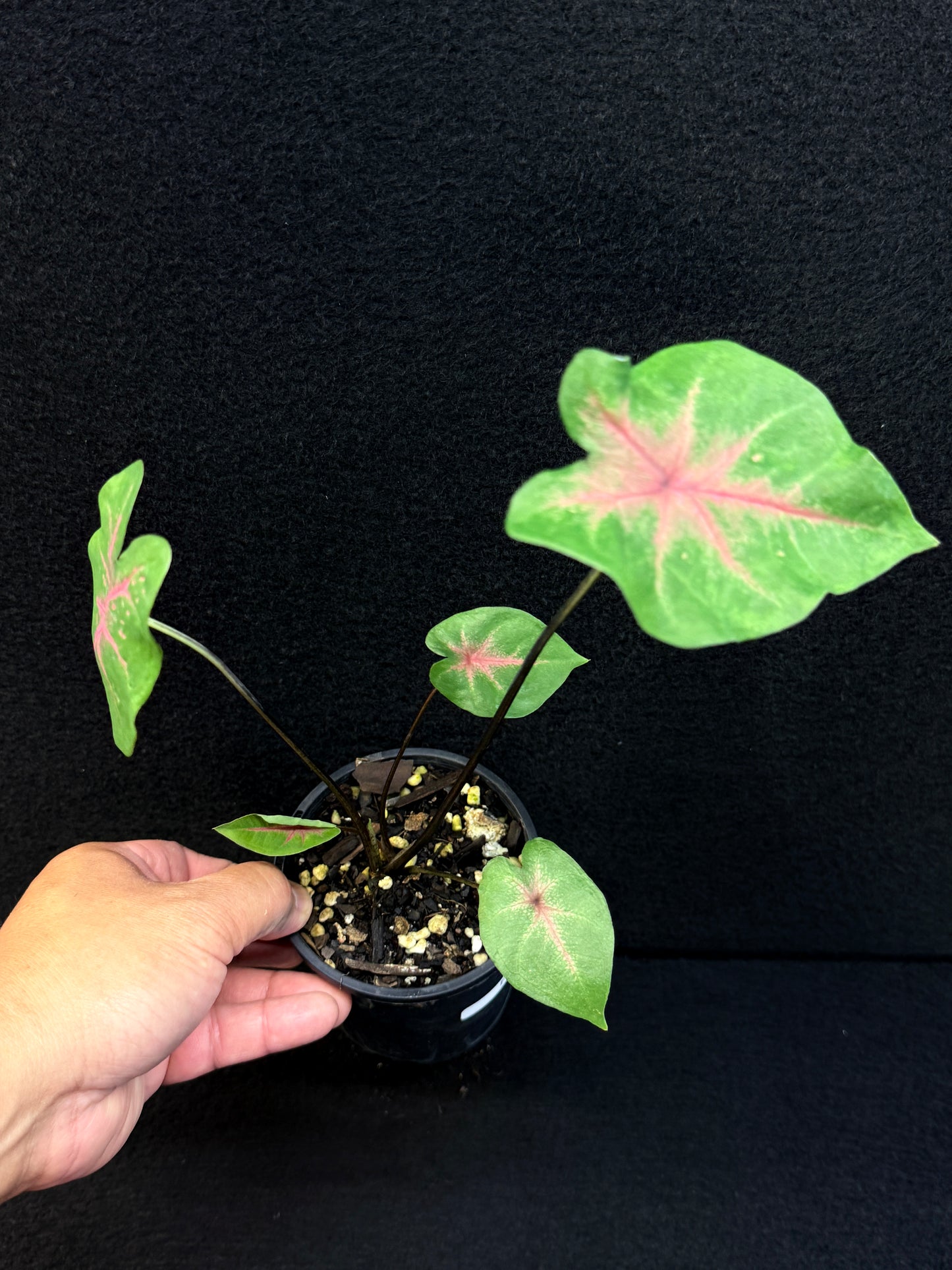 Caladium Hybrid F8