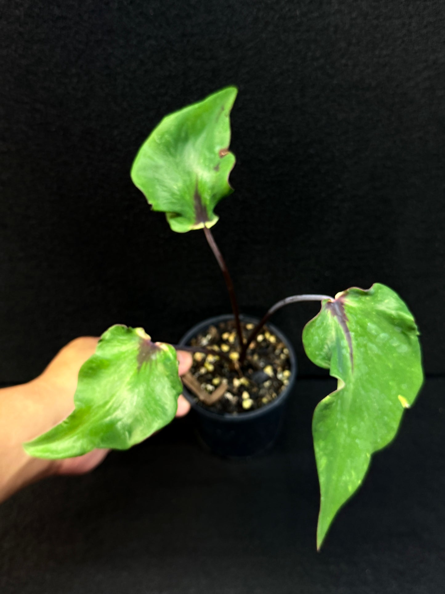 Caladium Hybrid F9