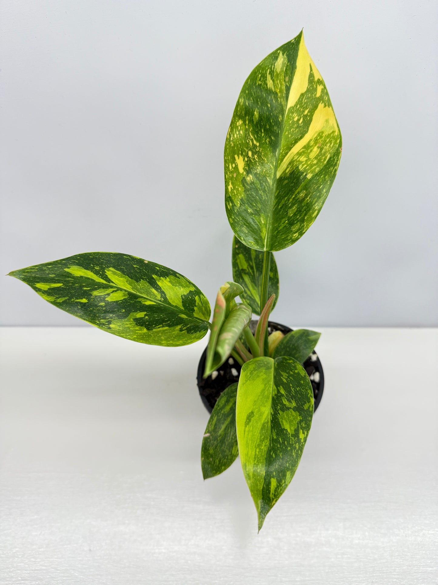 Philodendron Green Congo Nuclear Y1