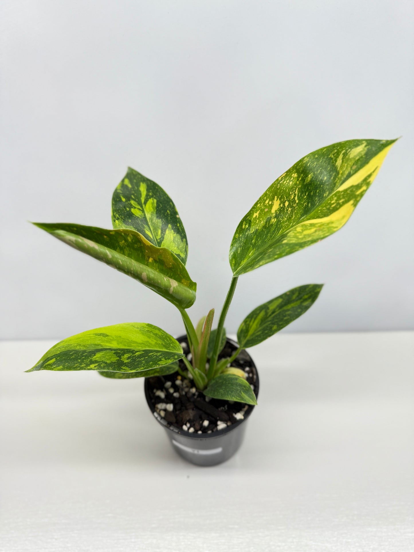 Philodendron Green Congo Nuclear Y1