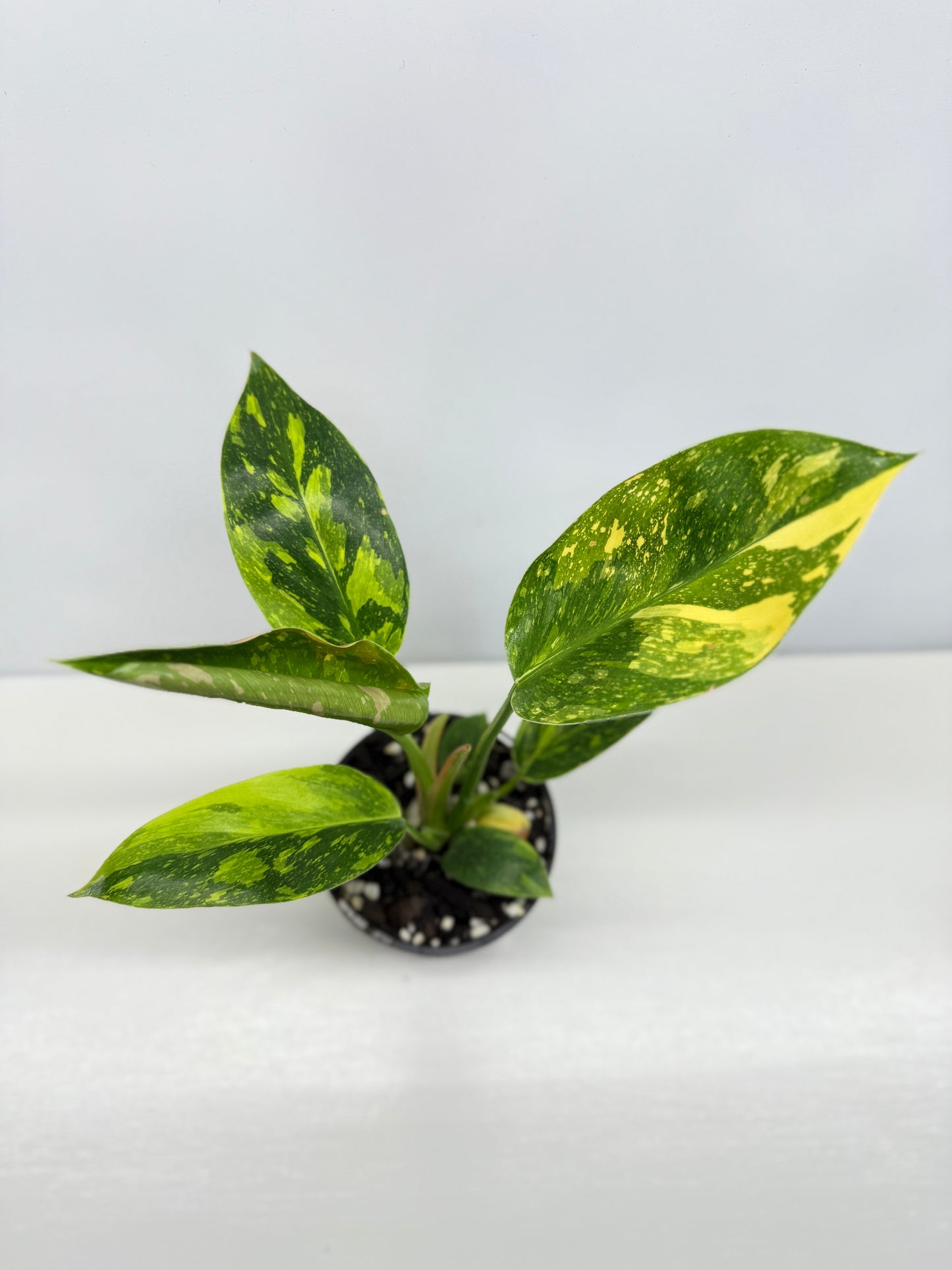 Philodendron Green Congo Nuclear Y1