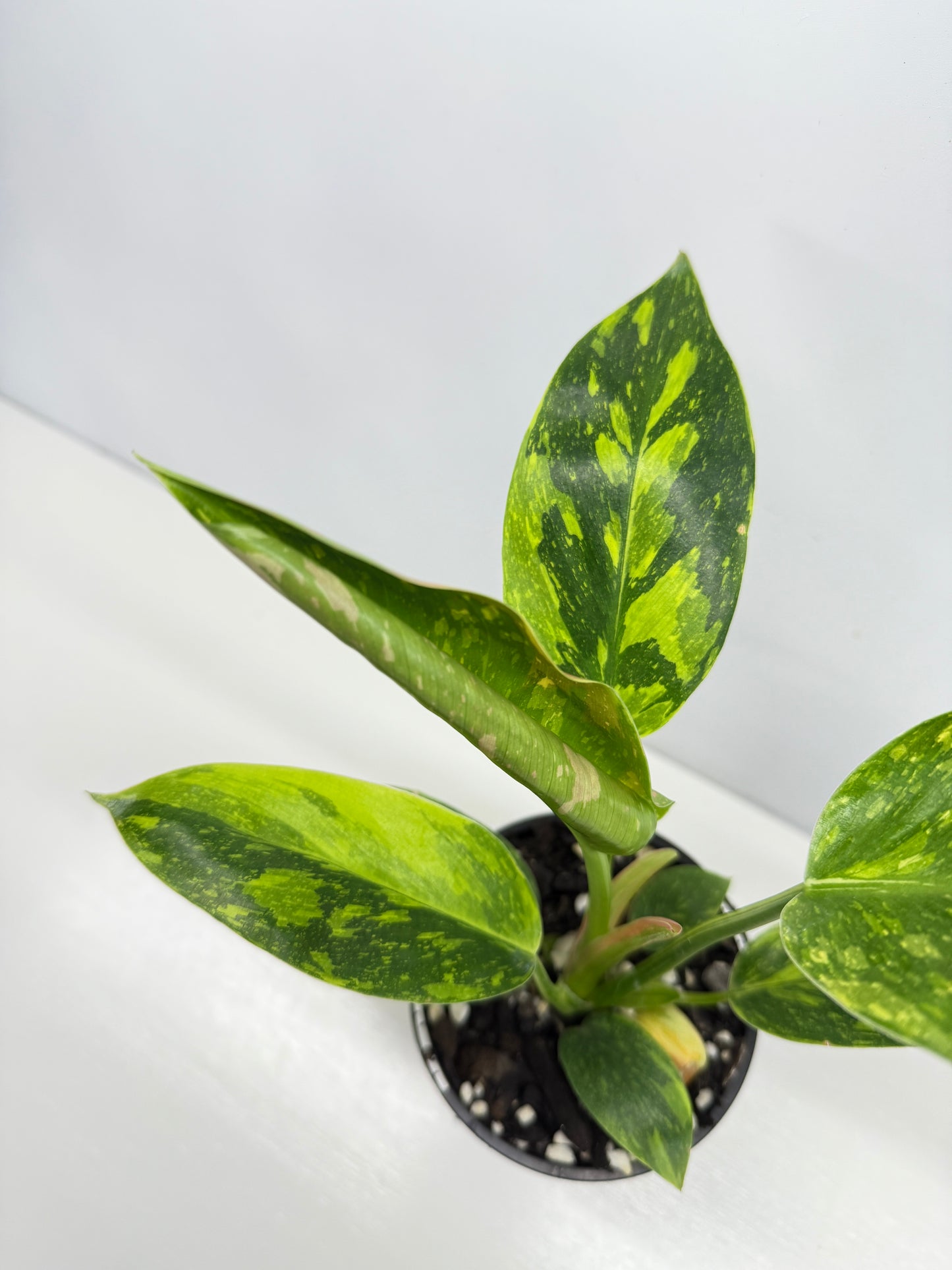 Philodendron Green Congo Nuclear Y1