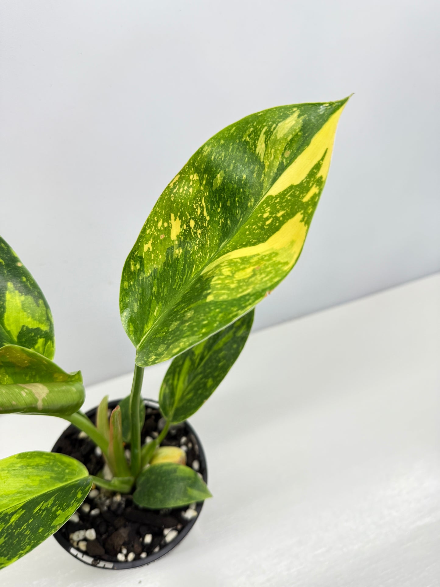 Philodendron Green Congo Nuclear Y1