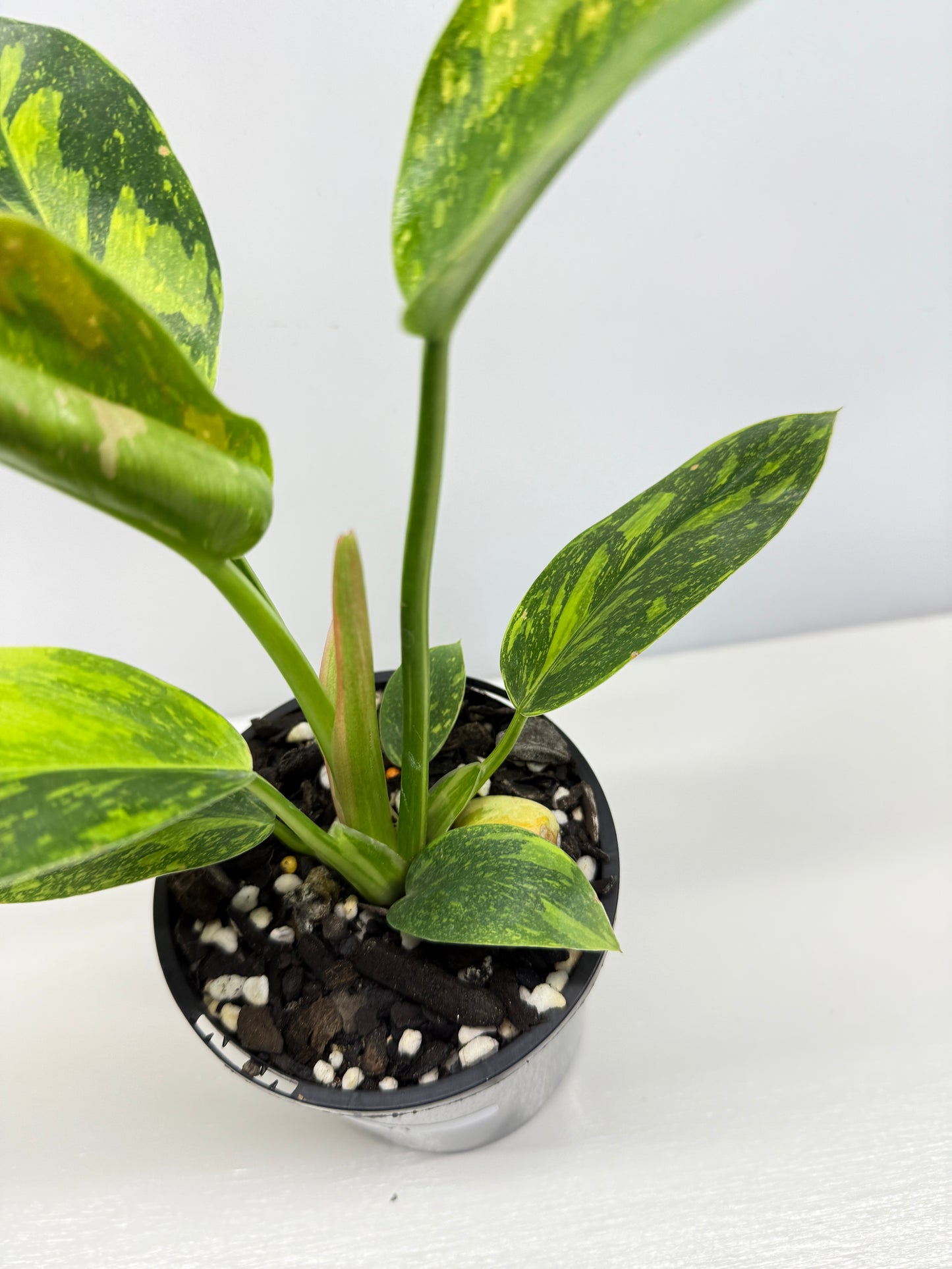 Philodendron Green Congo Nuclear Y1
