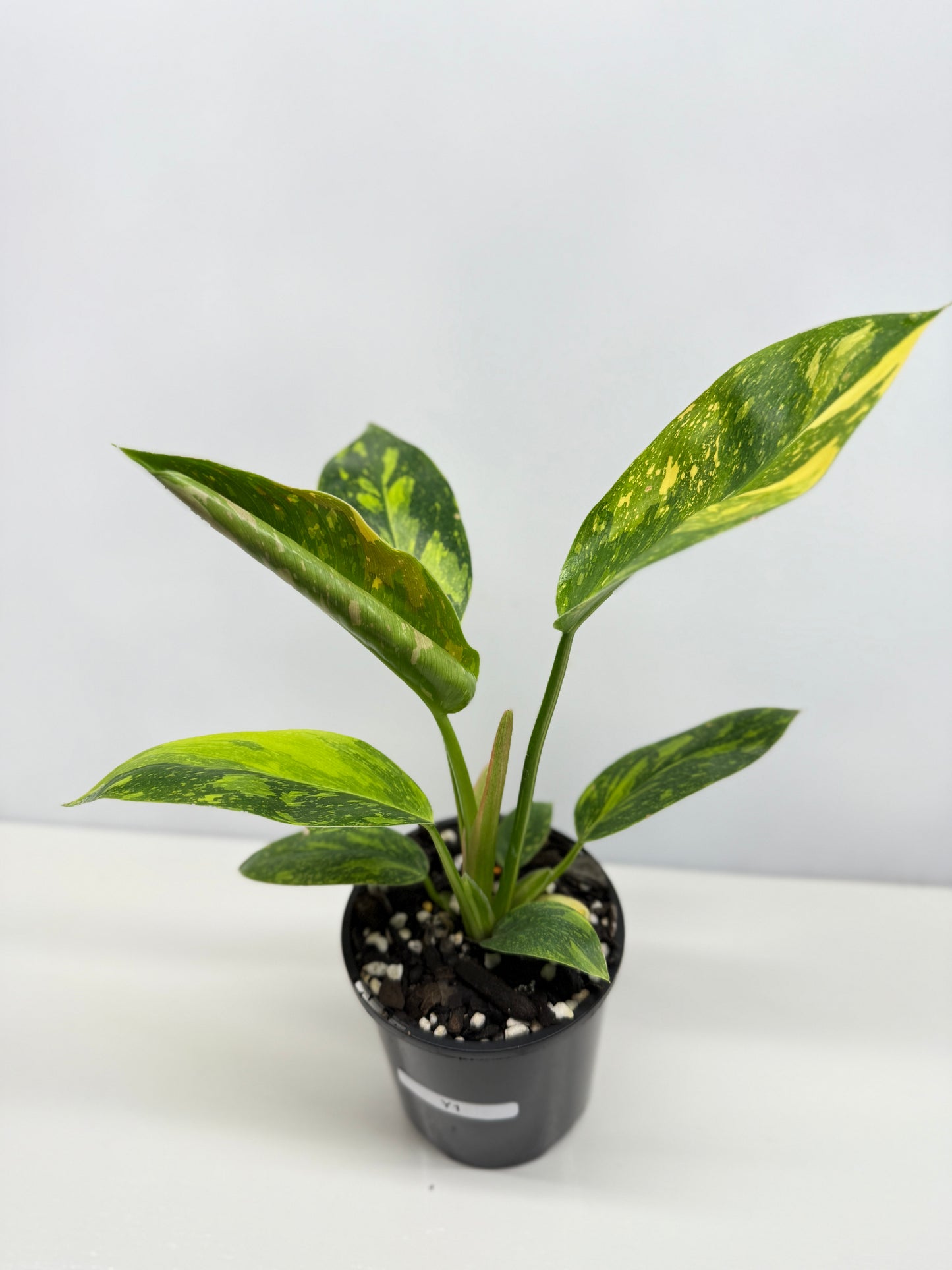 Philodendron Green Congo Nuclear Y1