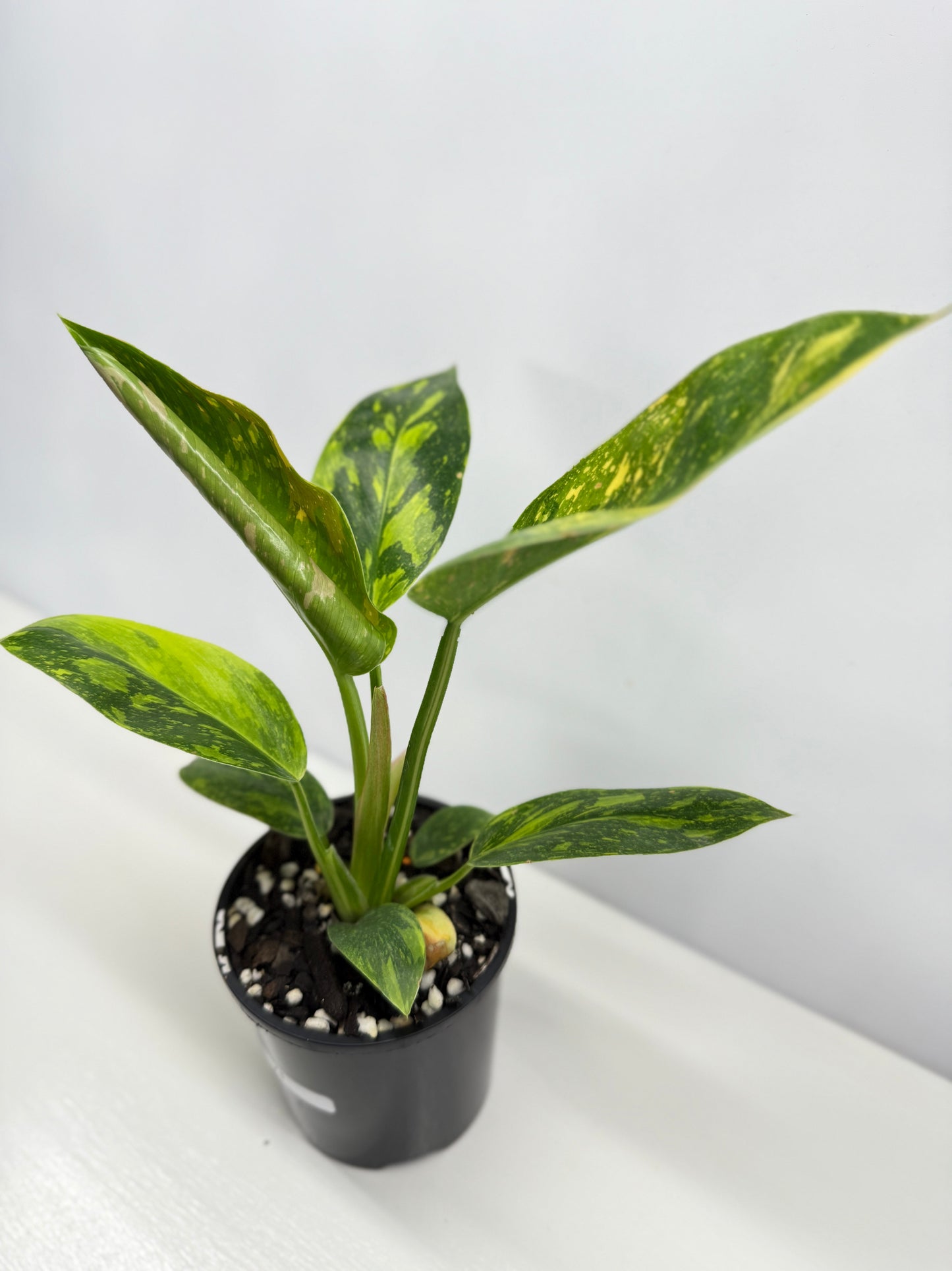 Philodendron Green Congo Nuclear Y1