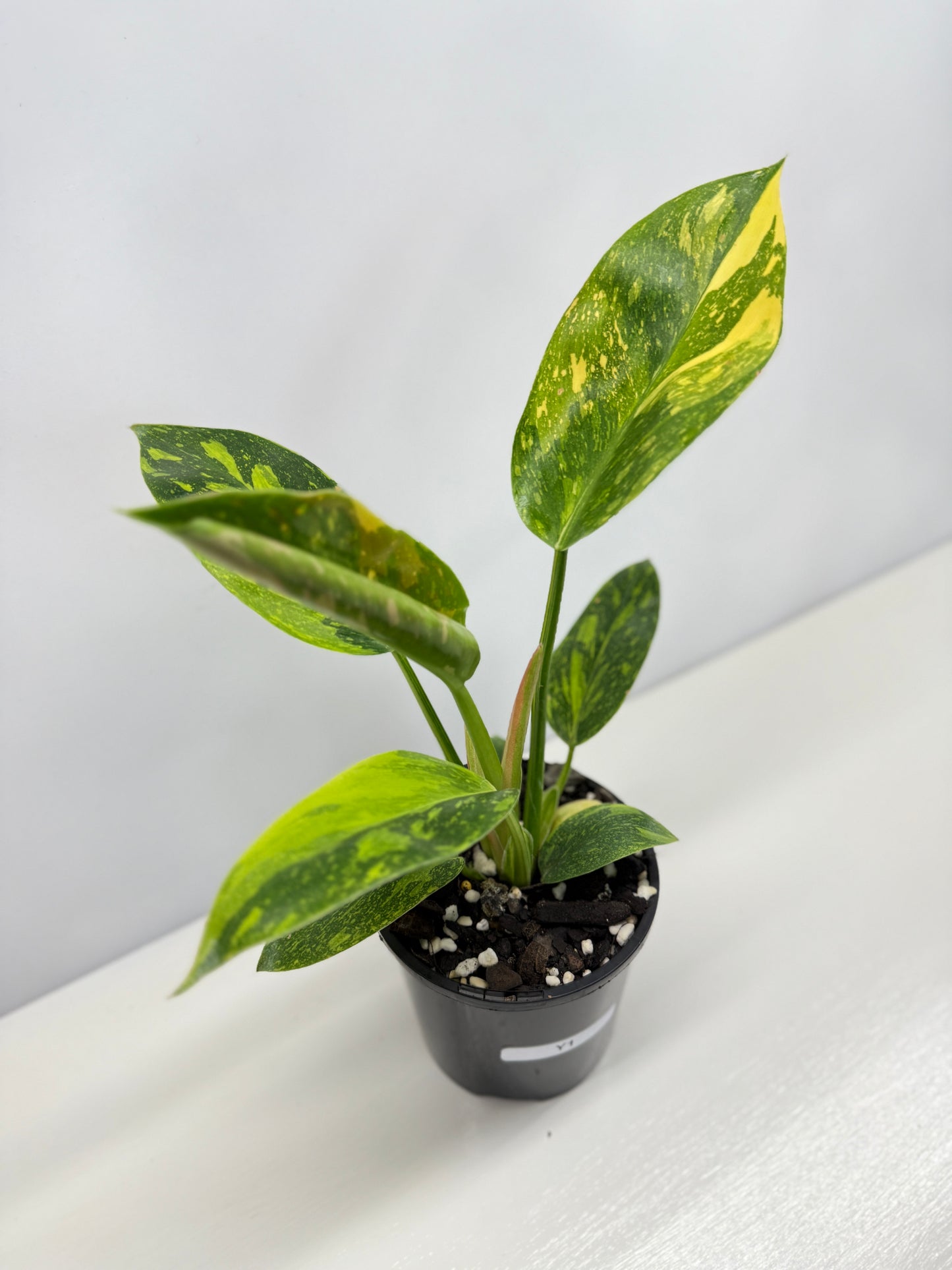 Philodendron Green Congo Nuclear Y1