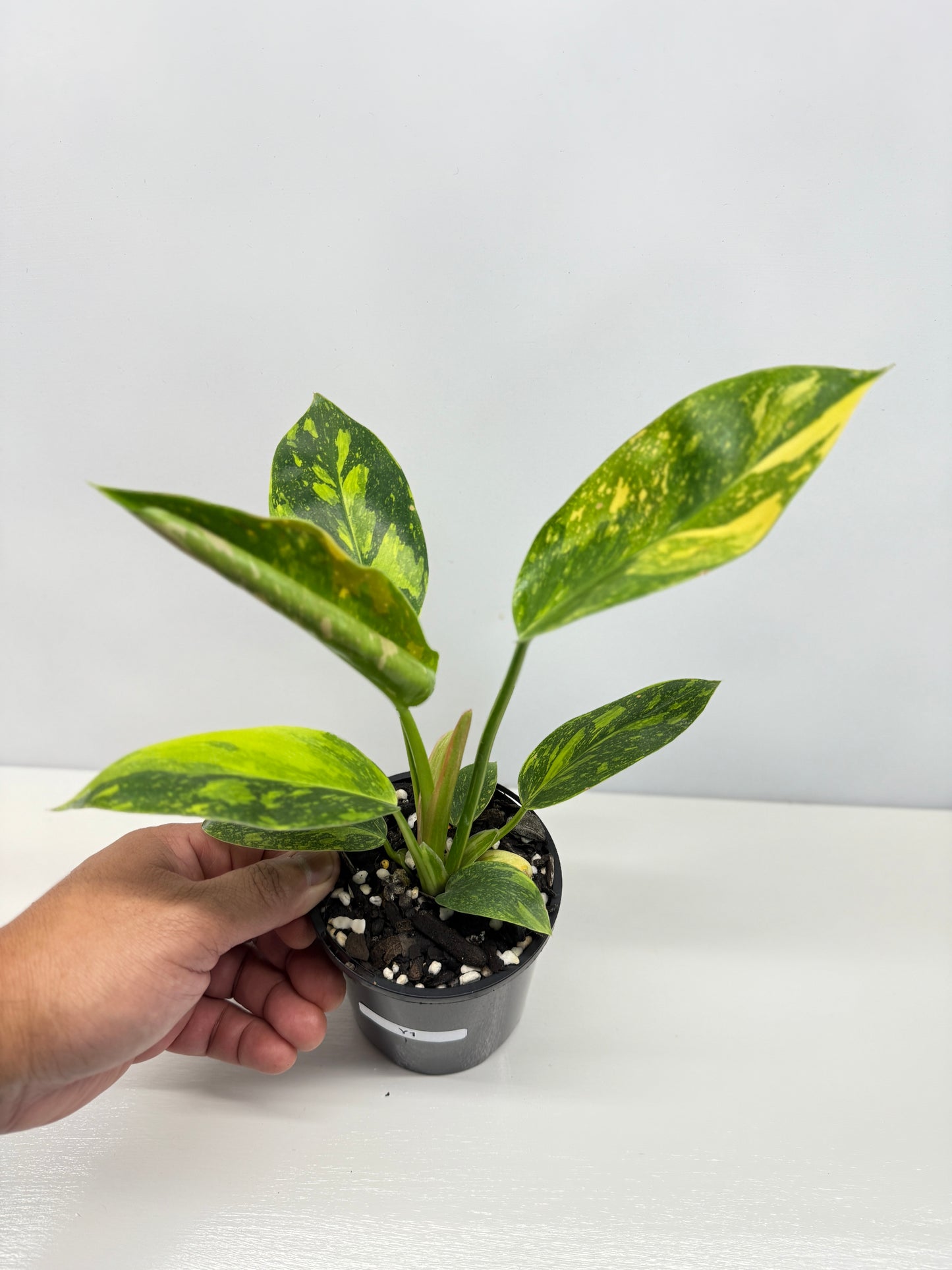 Philodendron Green Congo Nuclear Y1