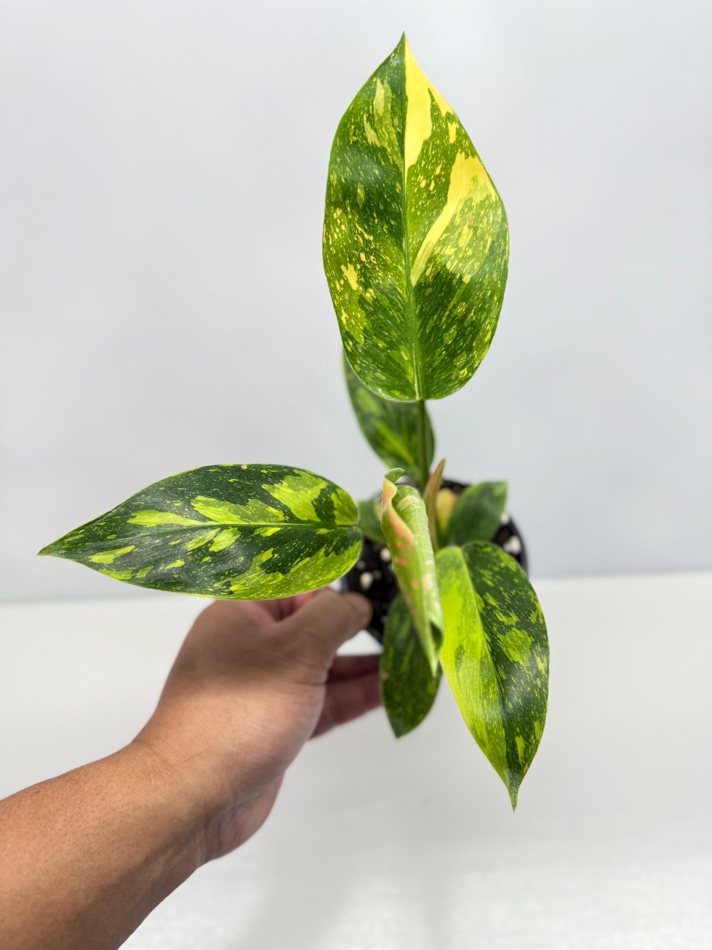 Philodendron Green Congo Nuclear Y1