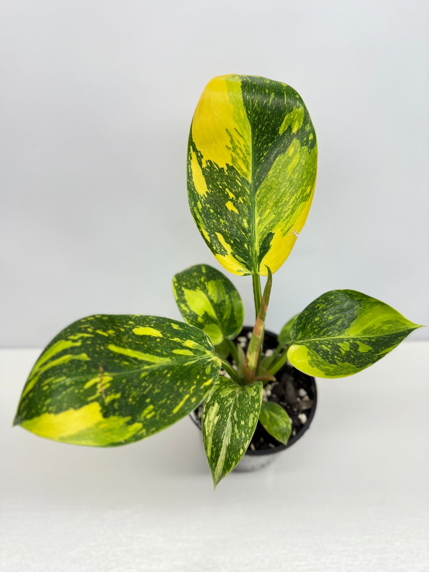 Philodendron Green Congo Nuclear - High Variegation Y2