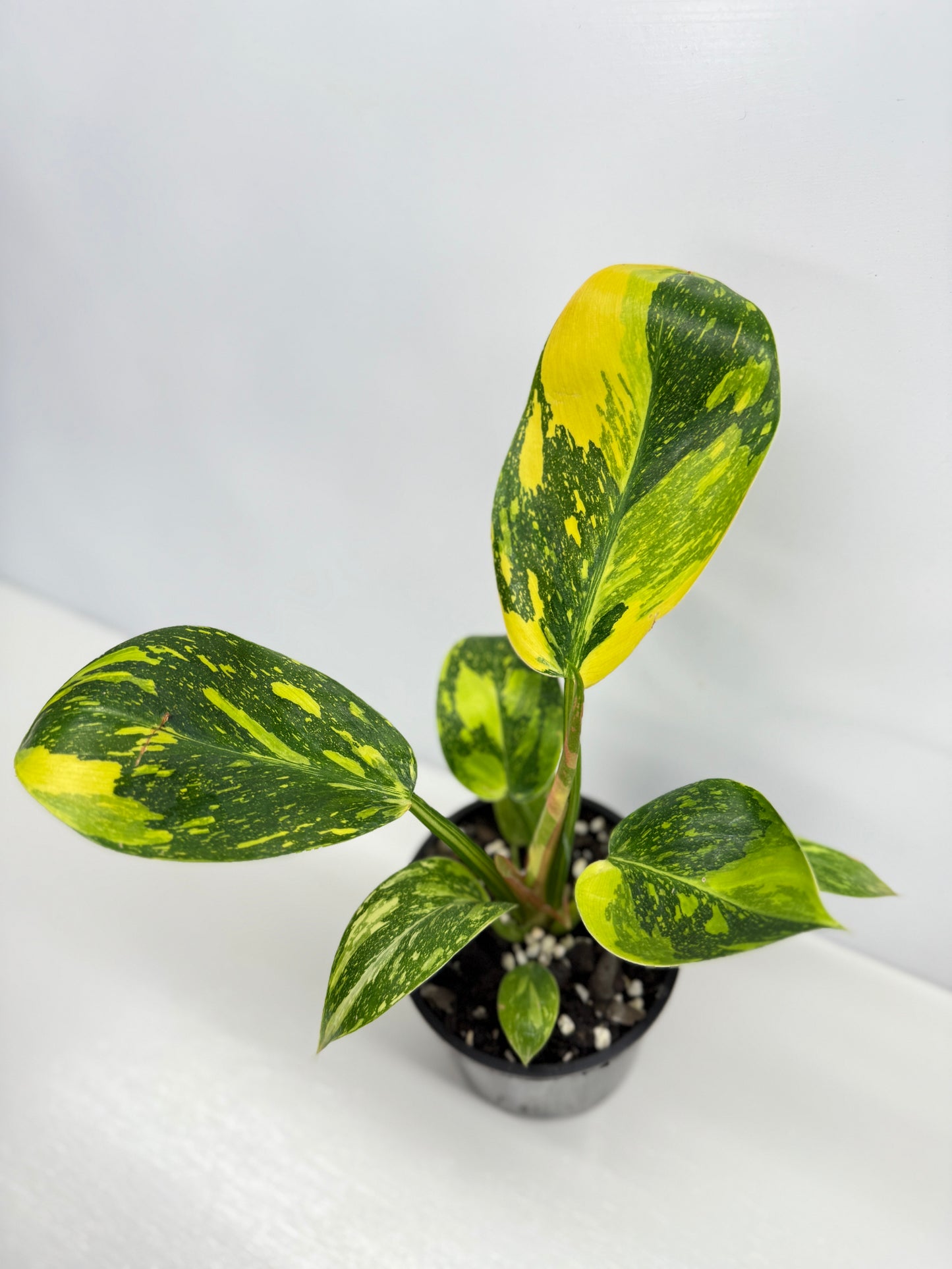 Philodendron Green Congo Nuclear - High Variegation Y2