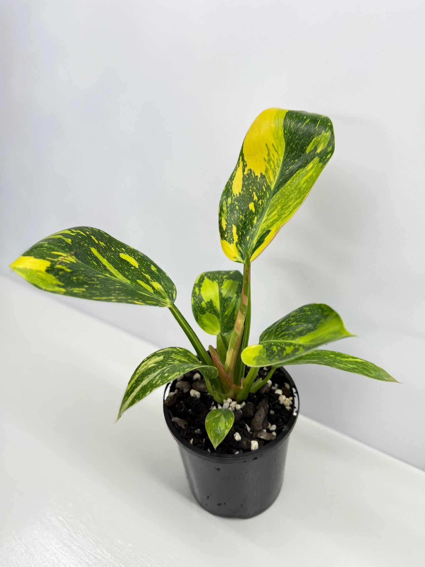 Philodendron Green Congo Nuclear - High Variegation Y2