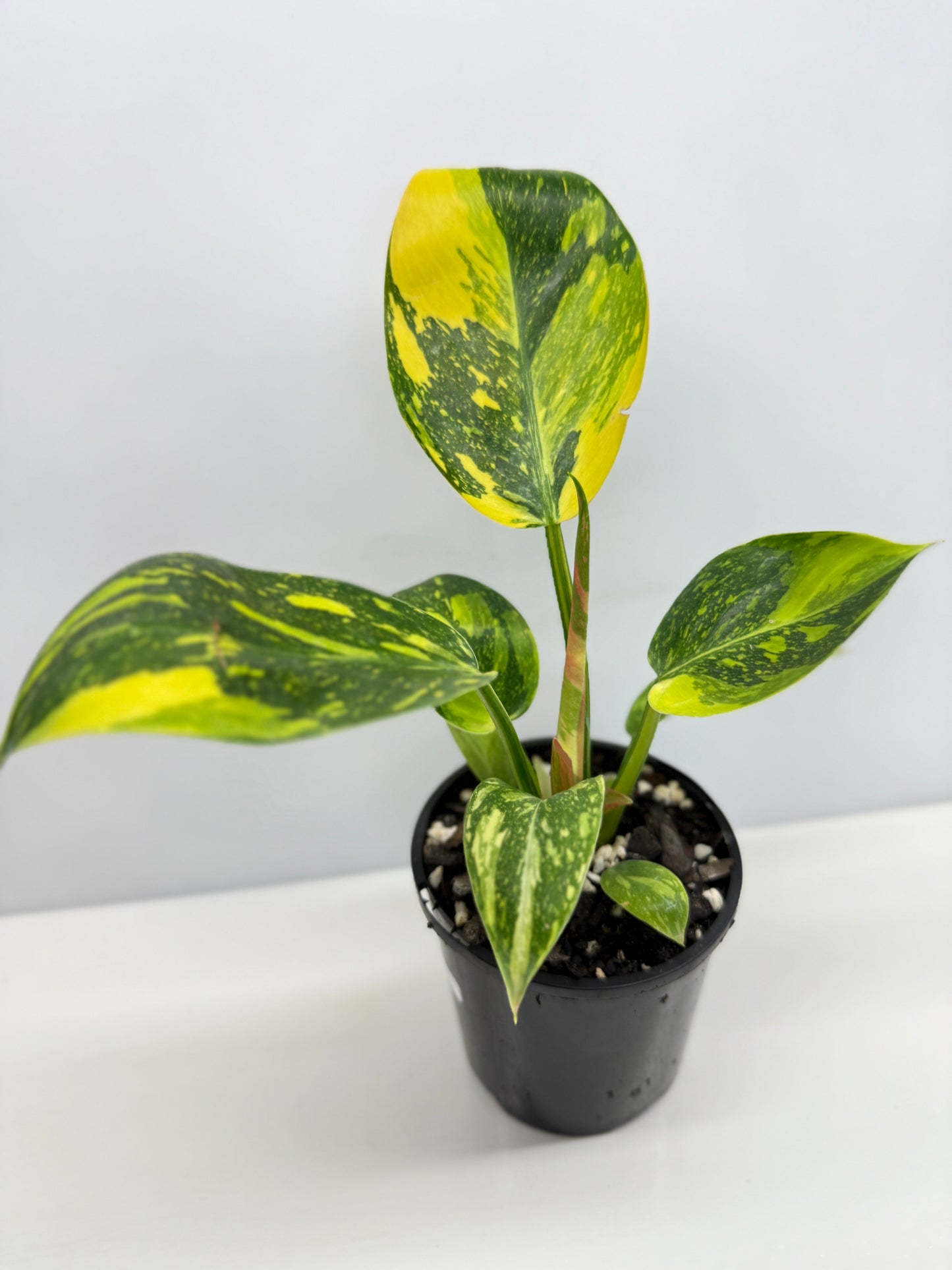 Philodendron Green Congo Nuclear - High Variegation Y2