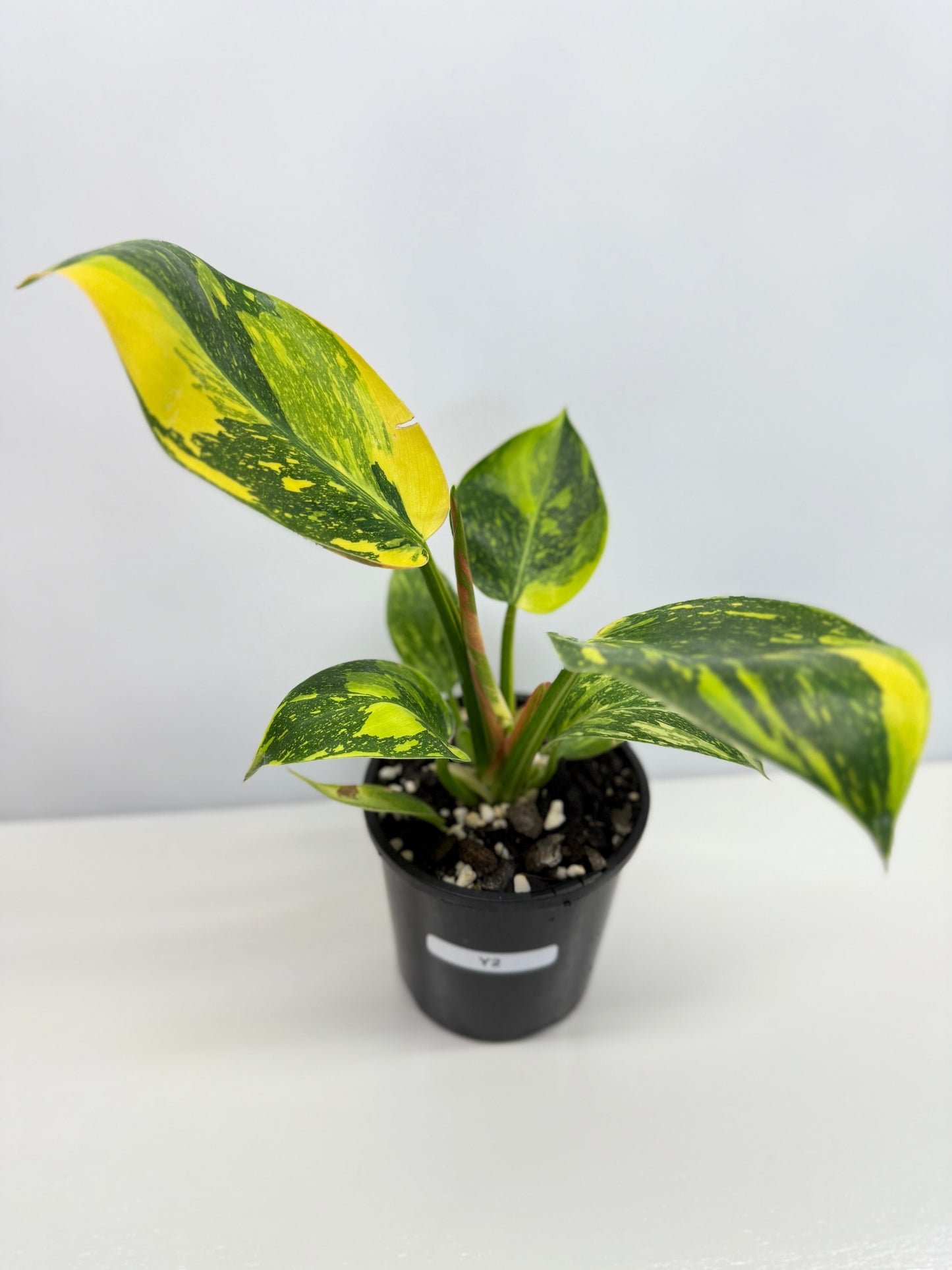 Philodendron Green Congo Nuclear - High Variegation Y2
