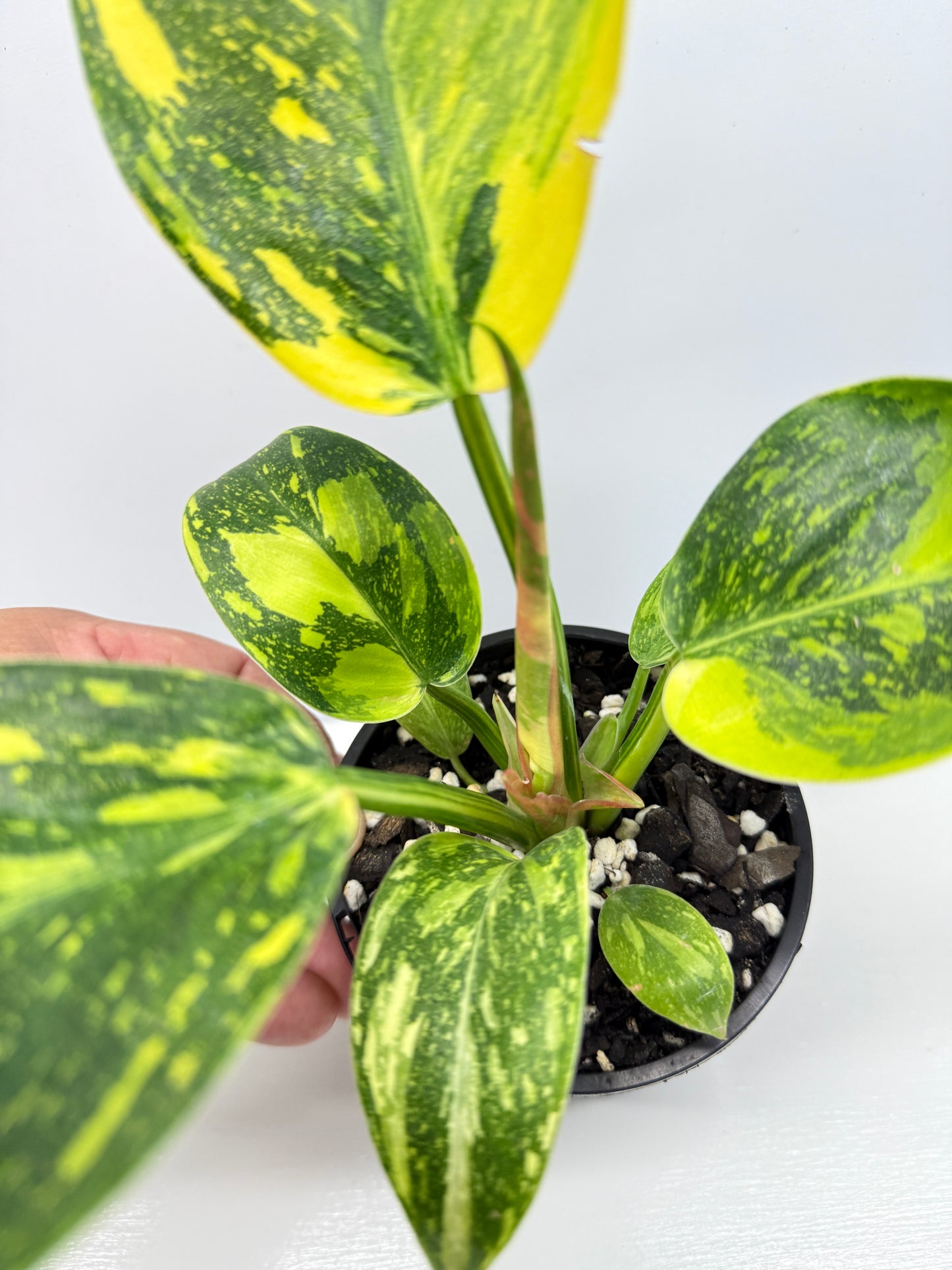 Philodendron Green Congo Nuclear - High Variegation Y2