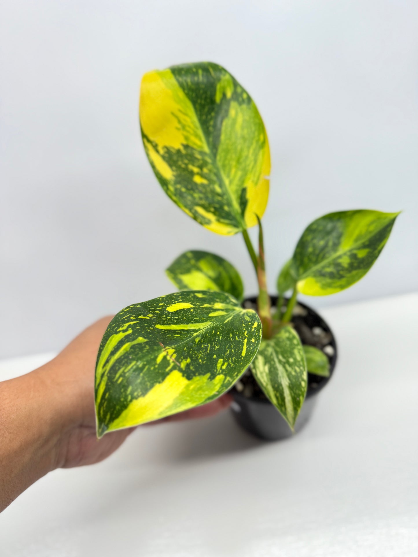 Philodendron Green Congo Nuclear - High Variegation Y2