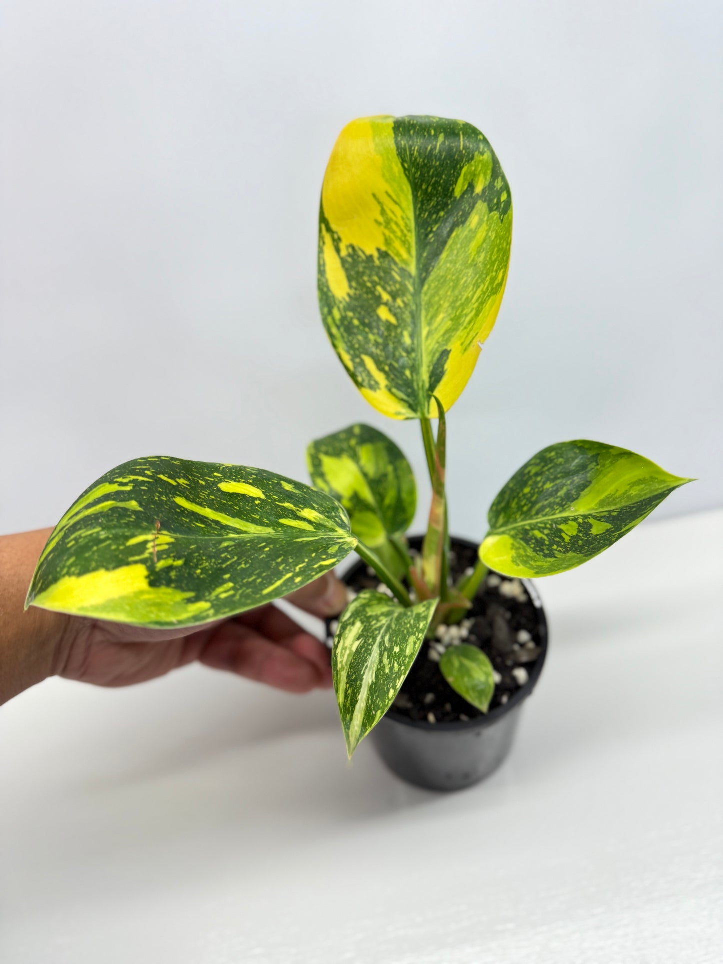 Philodendron Green Congo Nuclear - High Variegation Y2