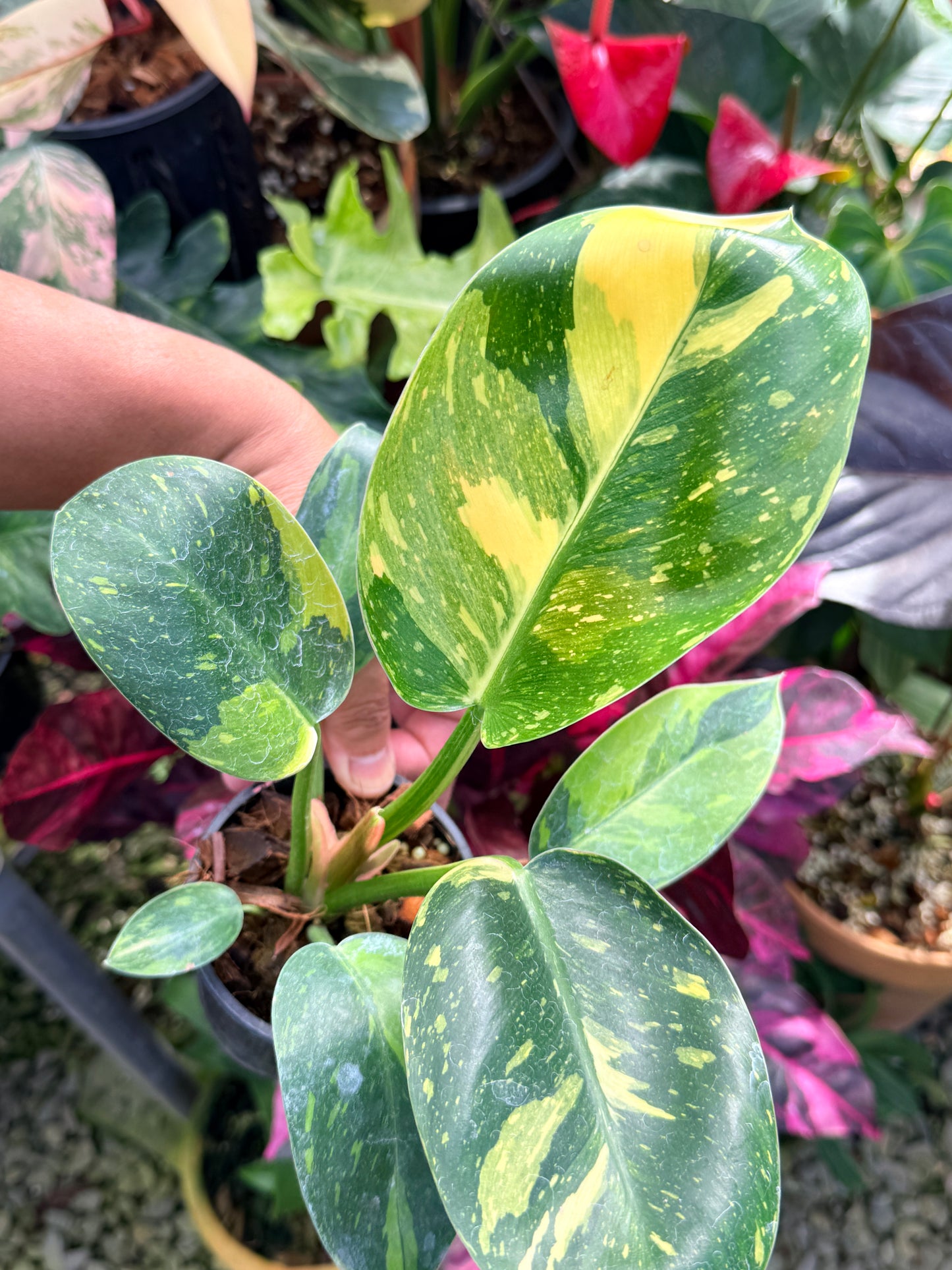 Philodendron Green Congo Nuclear Q18