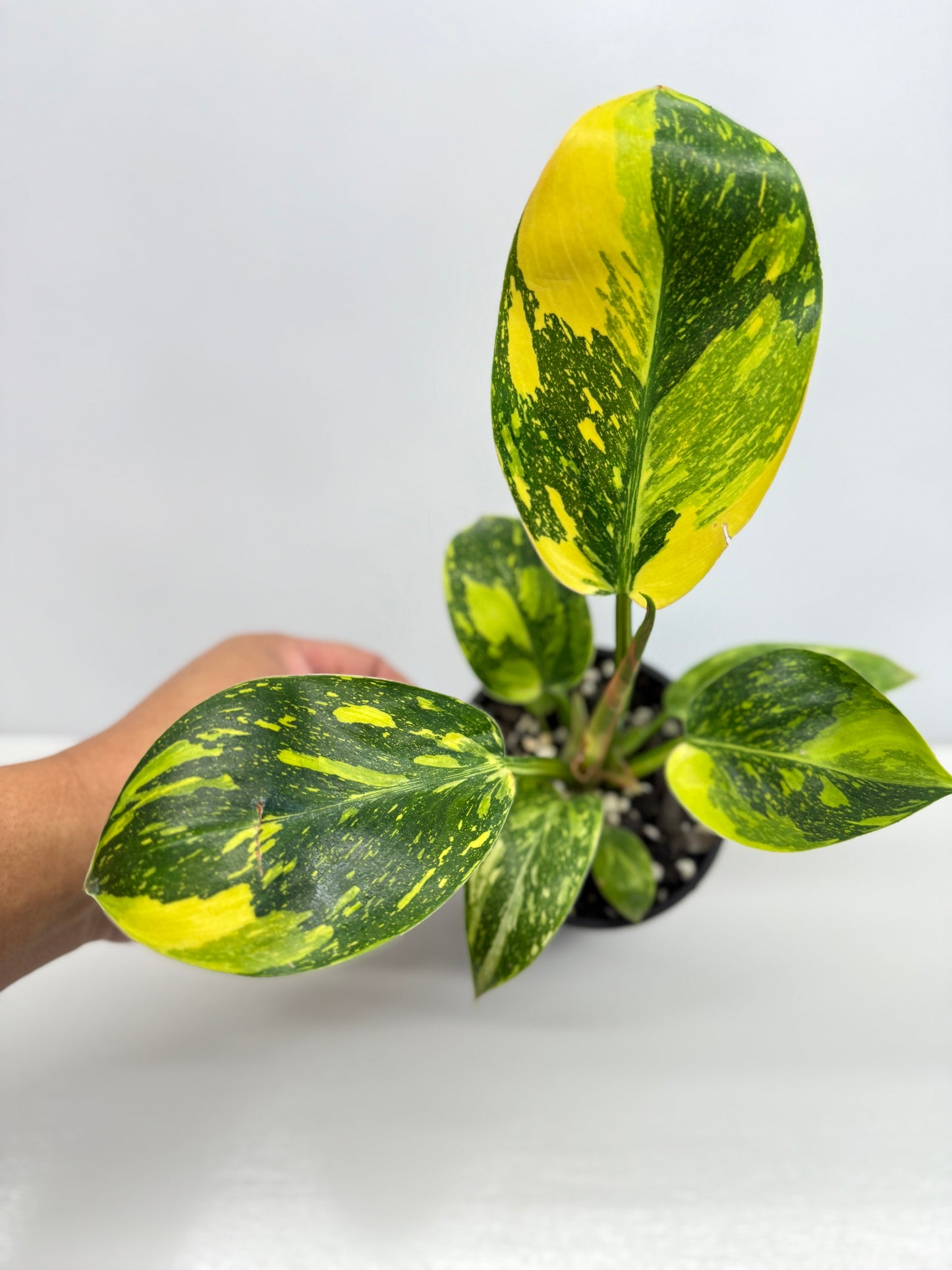Philodendron Green Congo Nuclear - High Variegation Y2
